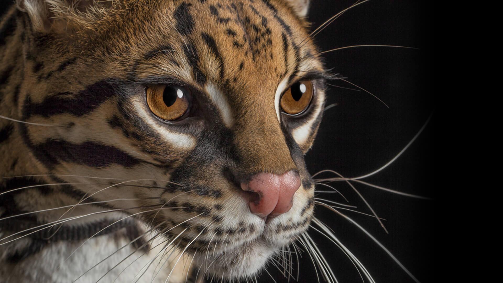 HQ ocelot pictures, 4K wallpapers, Stunning wildcat, Amazing details, 1920x1080 Full HD Desktop
