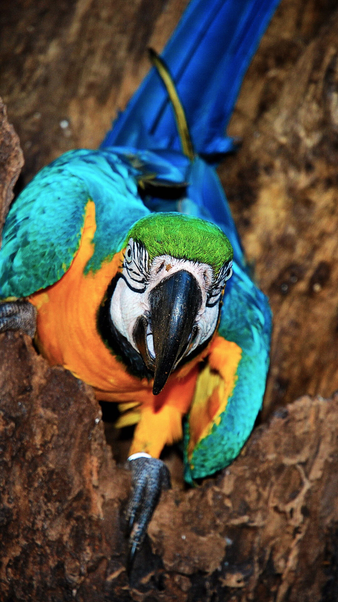 Colorful parrot bird, Samsung Galaxy, 1080x1920 Full HD Phone