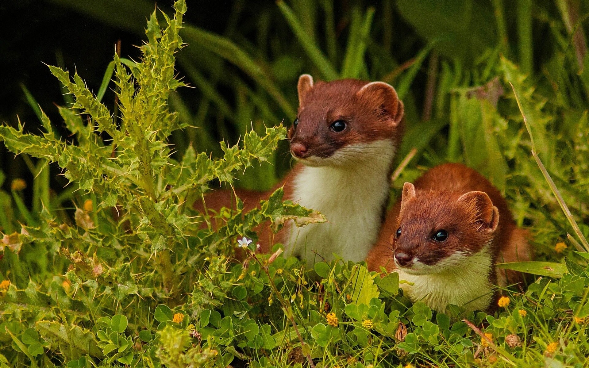 Ferret cuteness, Adorable companion, Precious pet, Playful nature, 1920x1200 HD Desktop