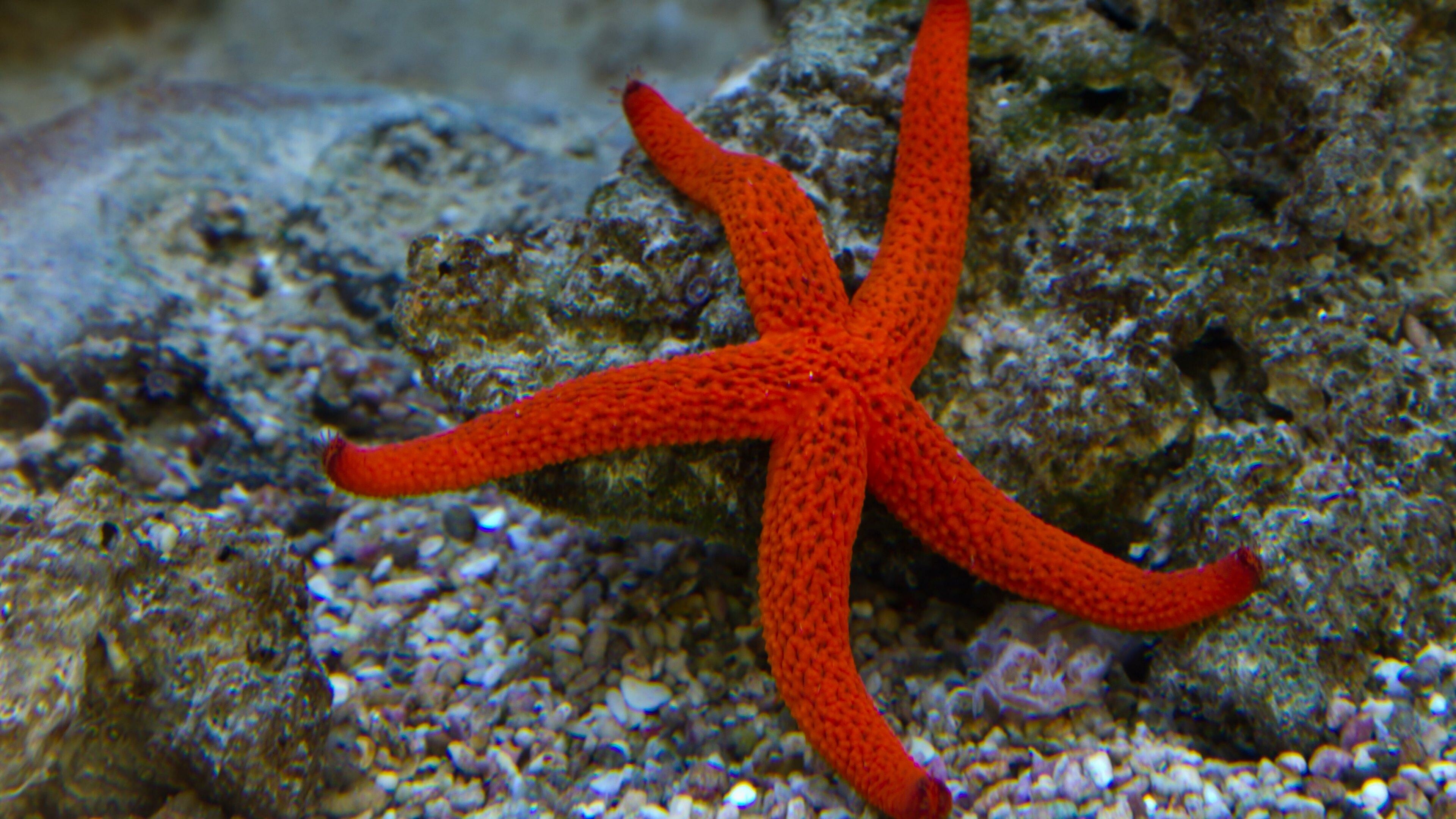 Starfish, Animals, Ocean, Underwater, 3840x2160 4K Desktop