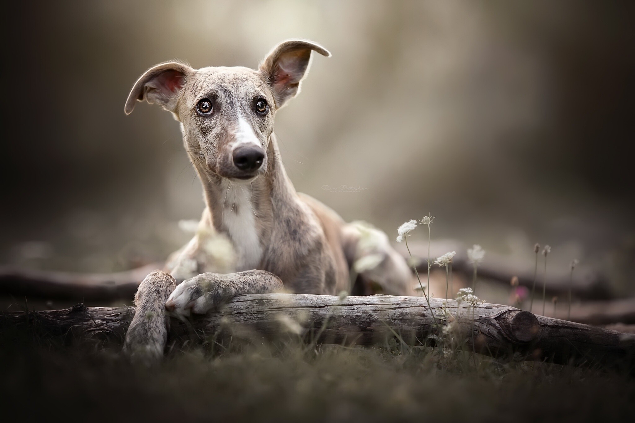 Whippet HD wallpaper, Pet dog, Mocah HD wallpapers, Speed and elegance, 2050x1370 HD Desktop