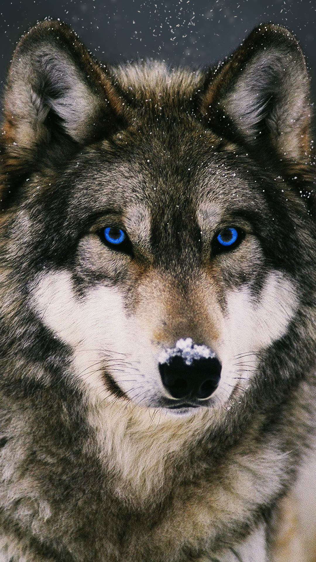 Best wolf wallpapers, High-quality images, Artistic interpretation, Iconic animal, 1080x1920 Full HD Phone