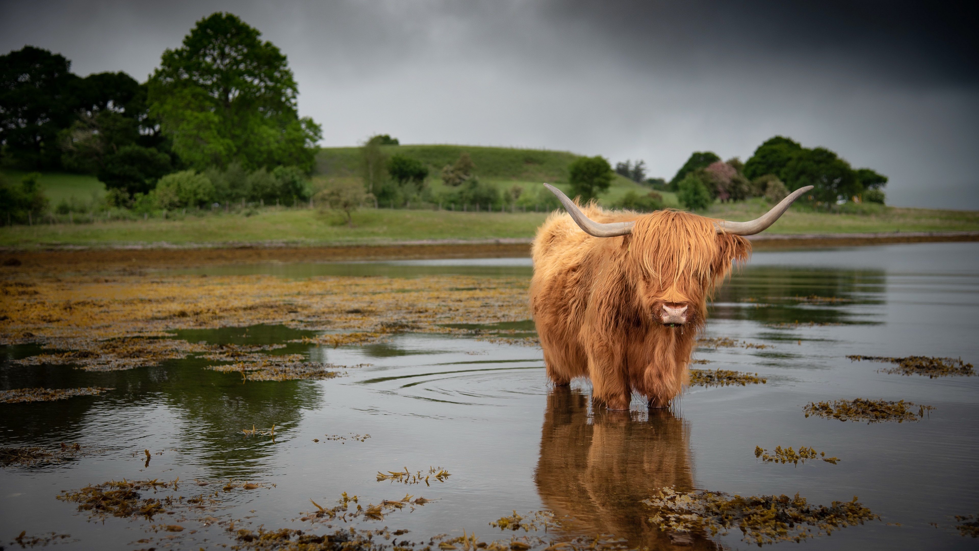 Cow wallpapers, Frozen warriors, Mighty musk ox, Natural habitat, 3840x2160 4K Desktop