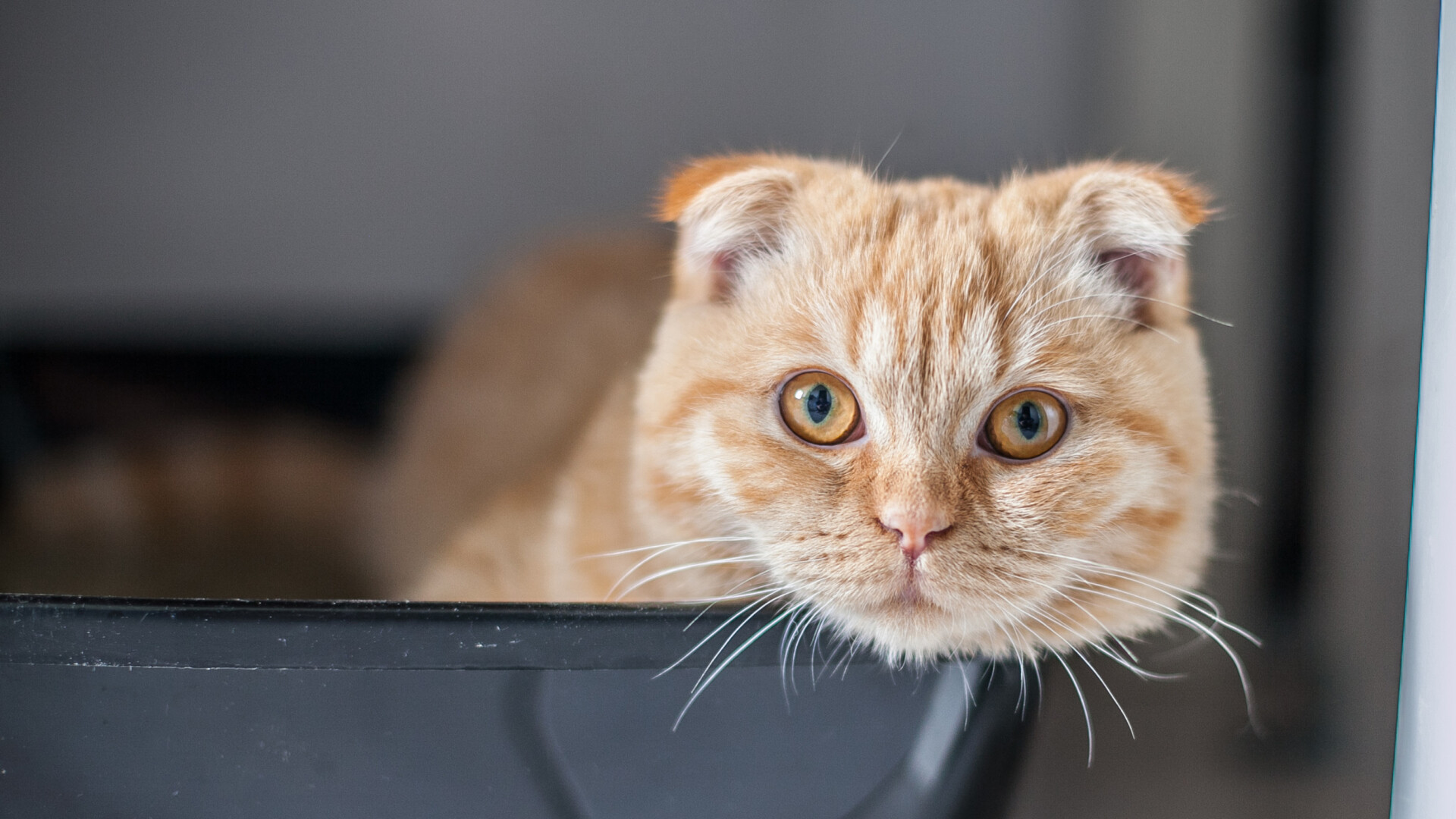 Scottish Fold, Cute cat, Adorable pet, Animal lover, 1920x1080 Full HD Desktop