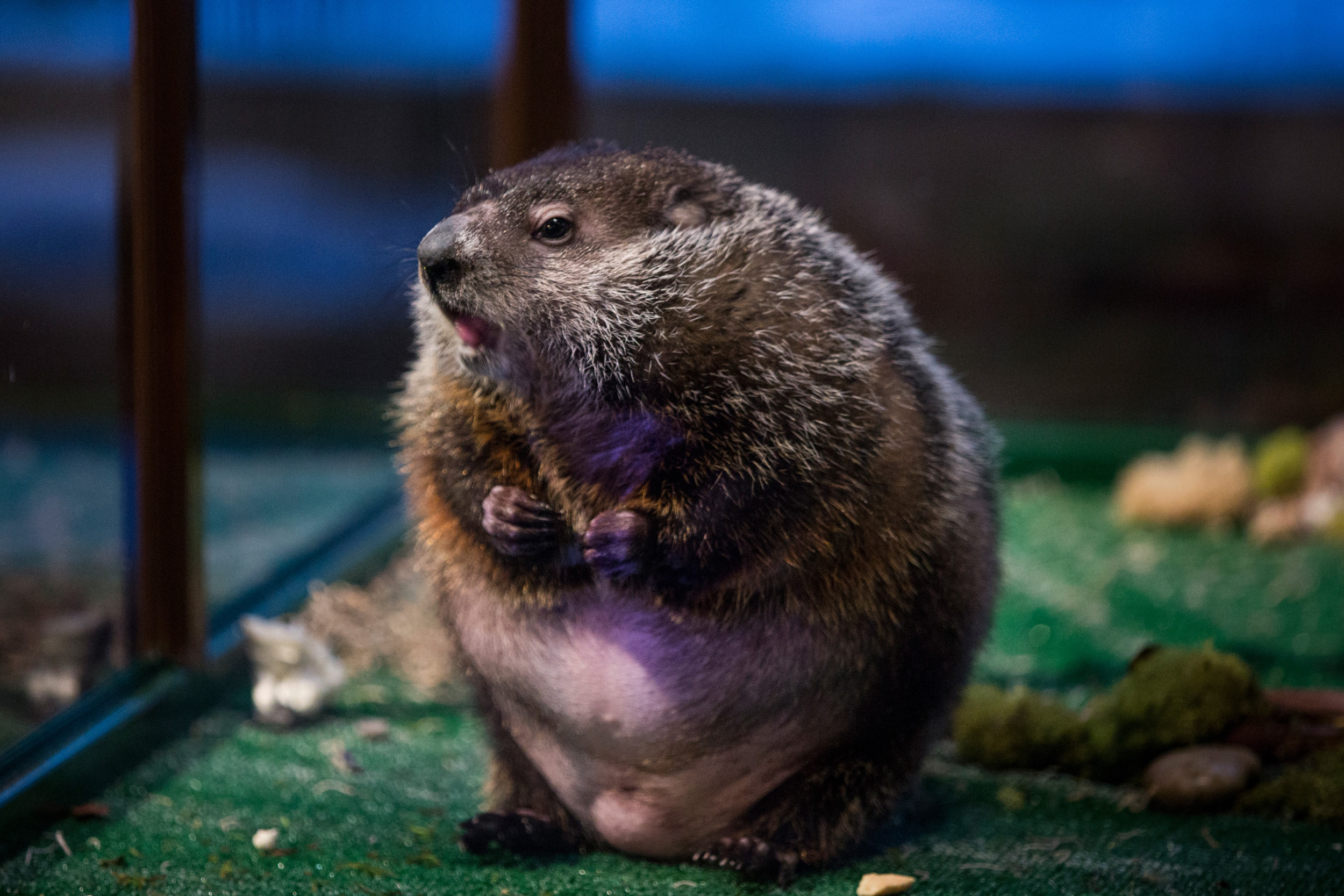 Groundhog, Pizza, Philadelphia, Family porch, 2500x1670 HD Desktop