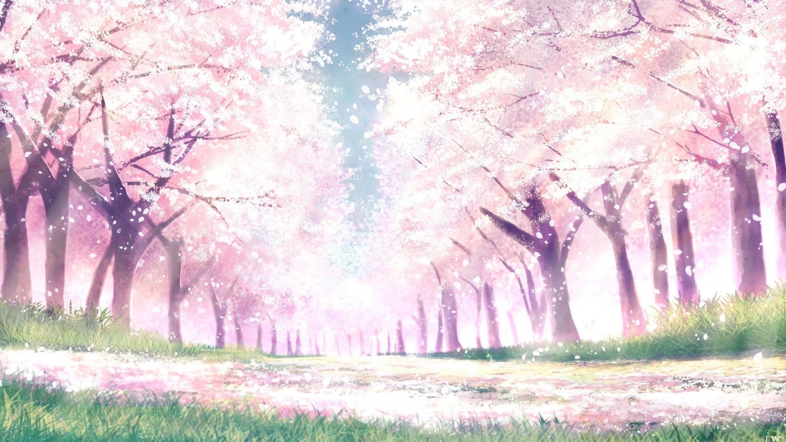 Cherry blossom tree pathway, Falling sakura petals, Sunlit grassy meadow, HD Desktop wallpaper