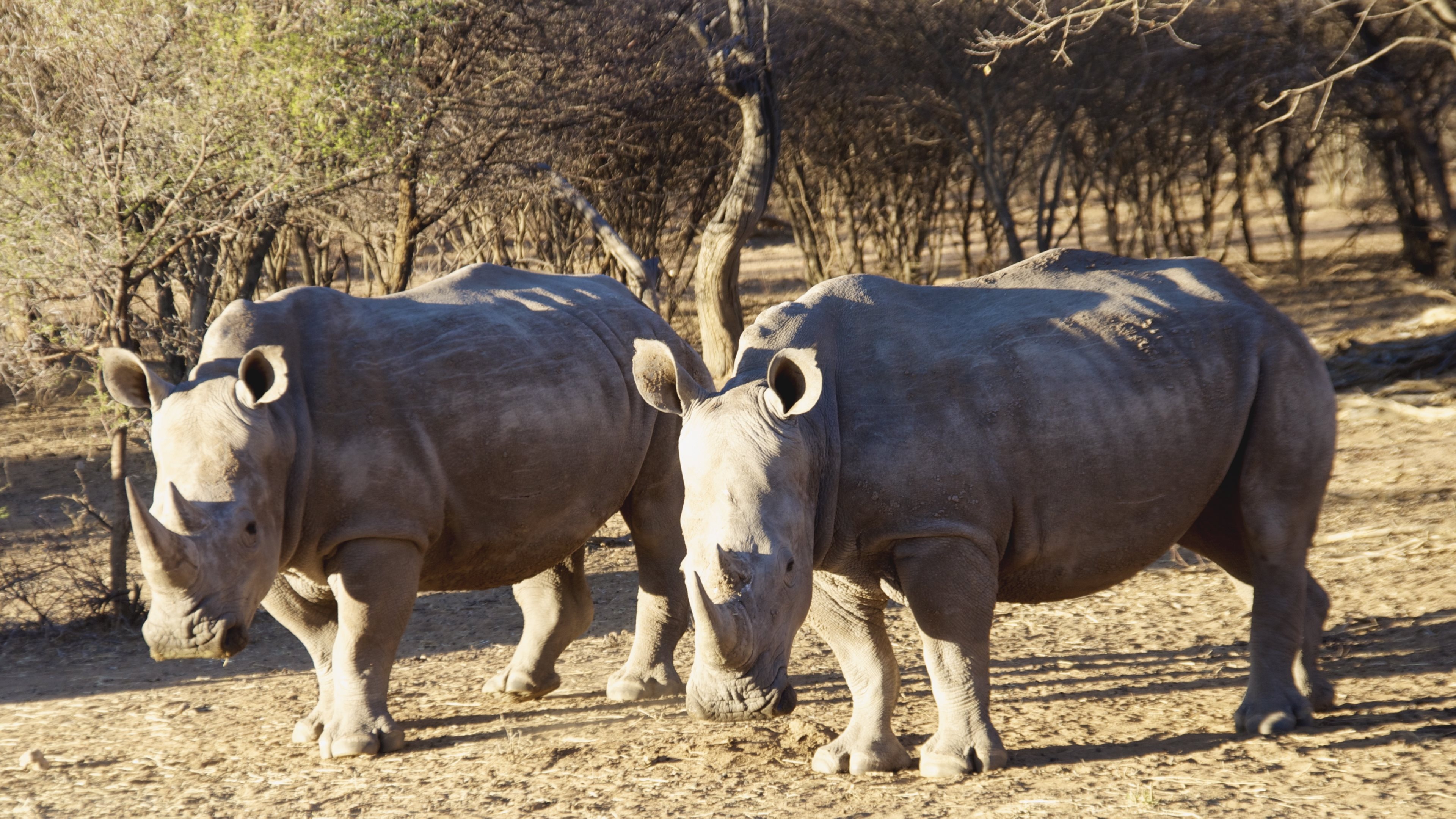 Wild animals, Rhinoceros, iPhone wallpaper, Green grass, 3840x2160 4K Desktop