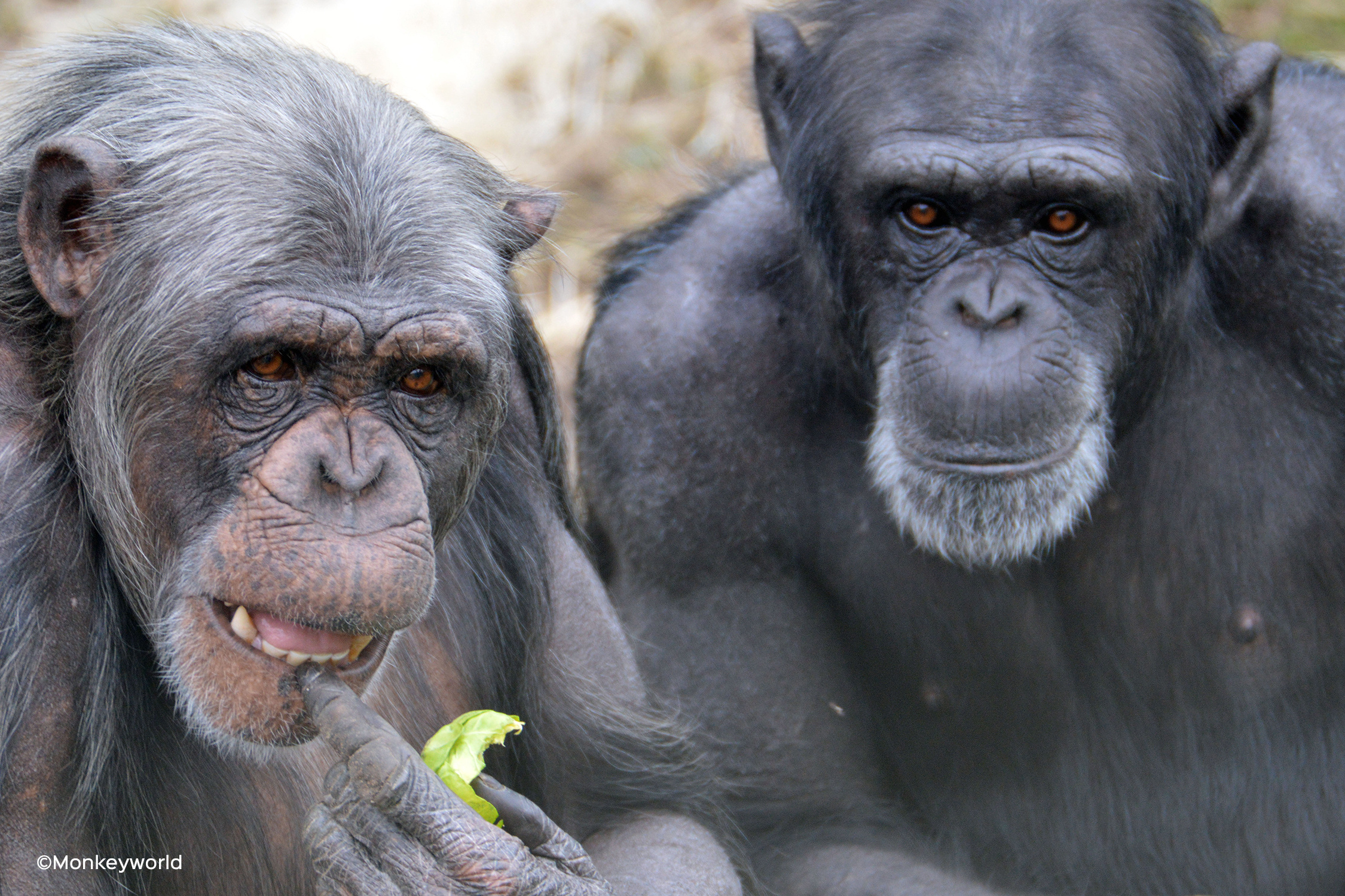 Monkey World, Dorset, West Dorset leisure holidays, Days out, 2250x1500 HD Desktop