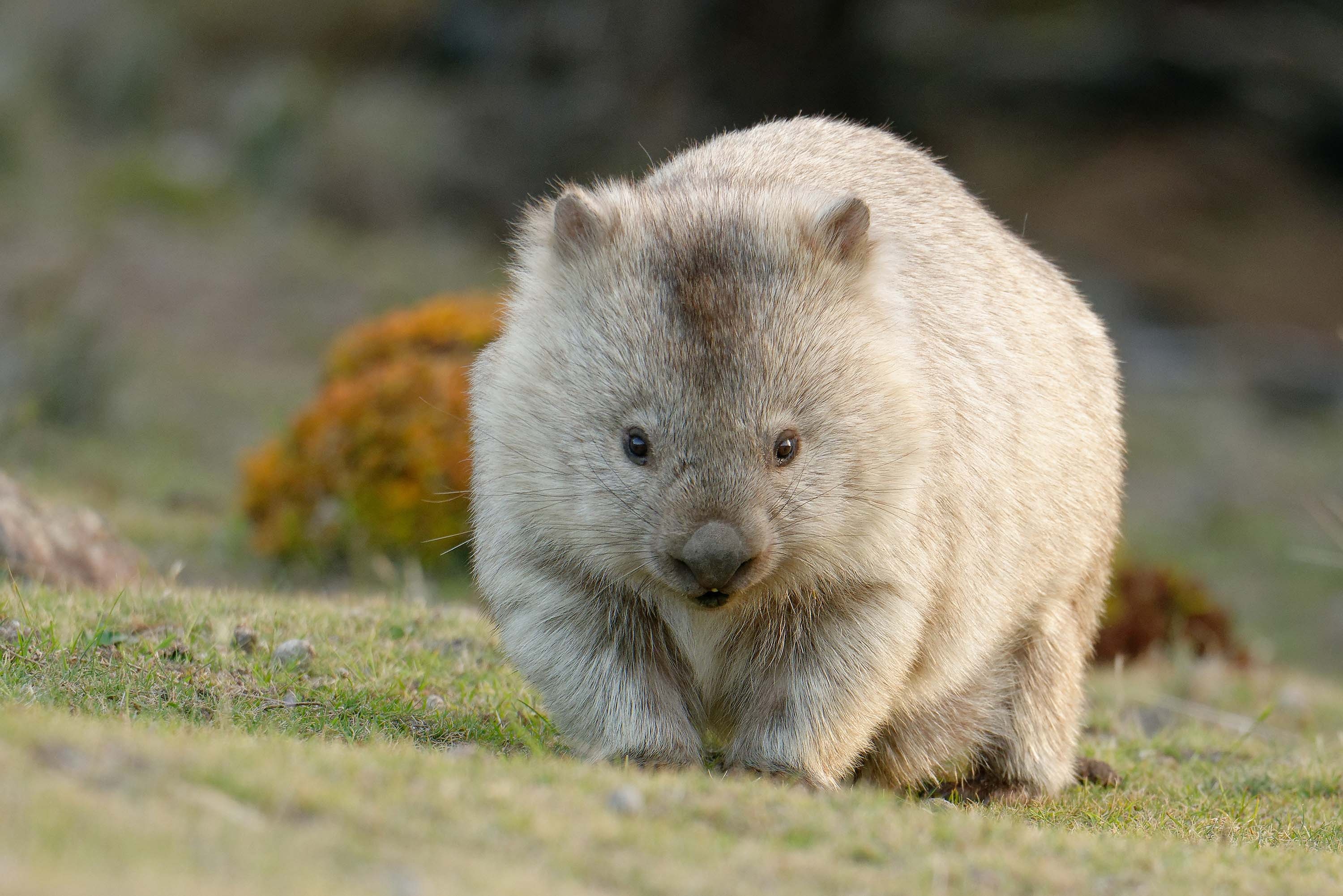 Wombat's cube-shaped poop, Scientific discovery, CNN, 3000x2010 HD Desktop