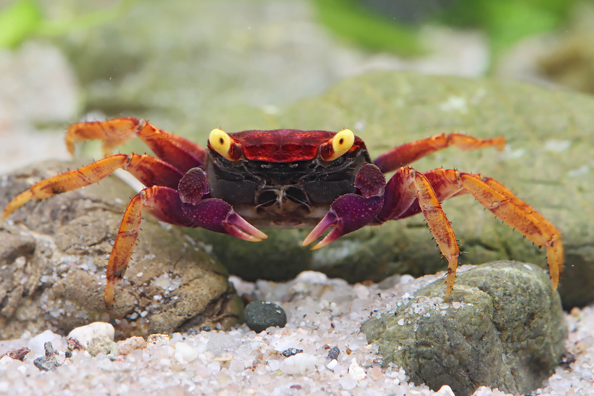 Vampire crab discovery, Enigmatic creature, Unique adaptation, Supernatural attribute, 2000x1340 HD Desktop