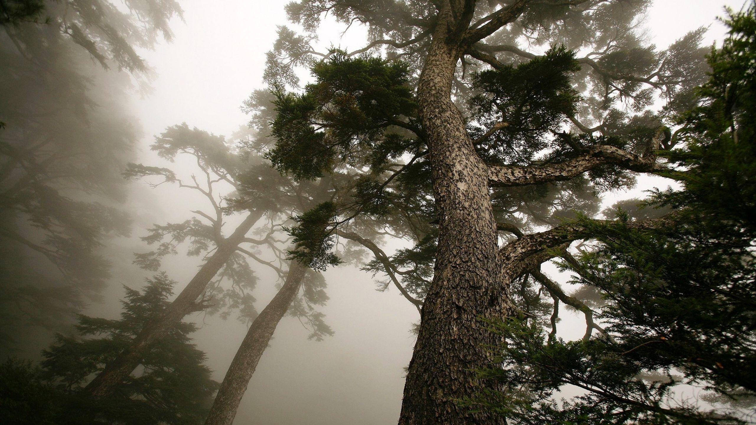 Pine Tree, Wallpapers, 2560x1440 HD Desktop