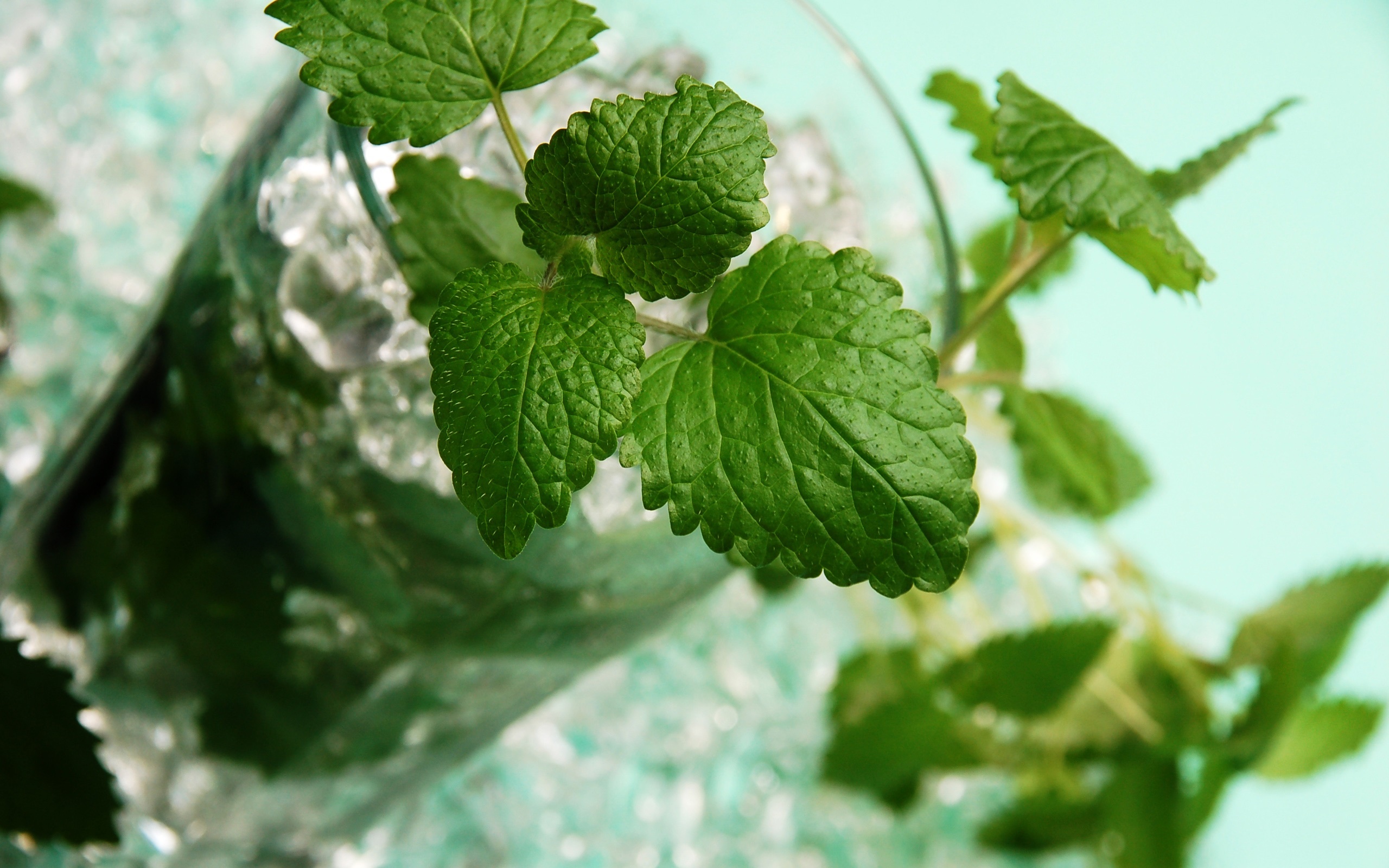 Lemon Balm, Mojito drink, Mint leaves, Glass cup, 2560x1600 HD Desktop