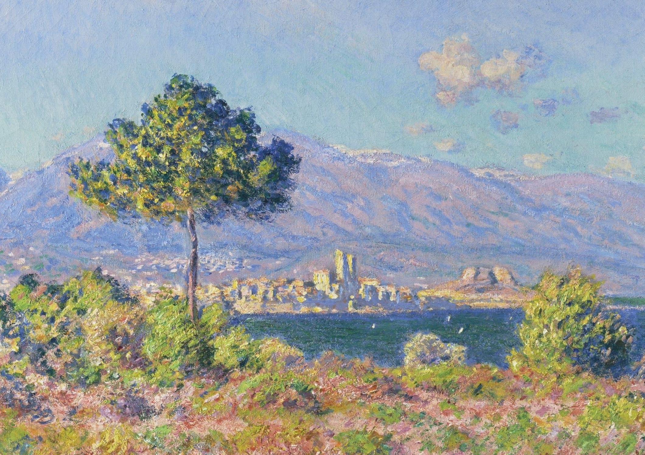 Antibes Seen from Salis, Solitary maritime pine, Snowy Maritime Alps, HD Desktop wallpaper