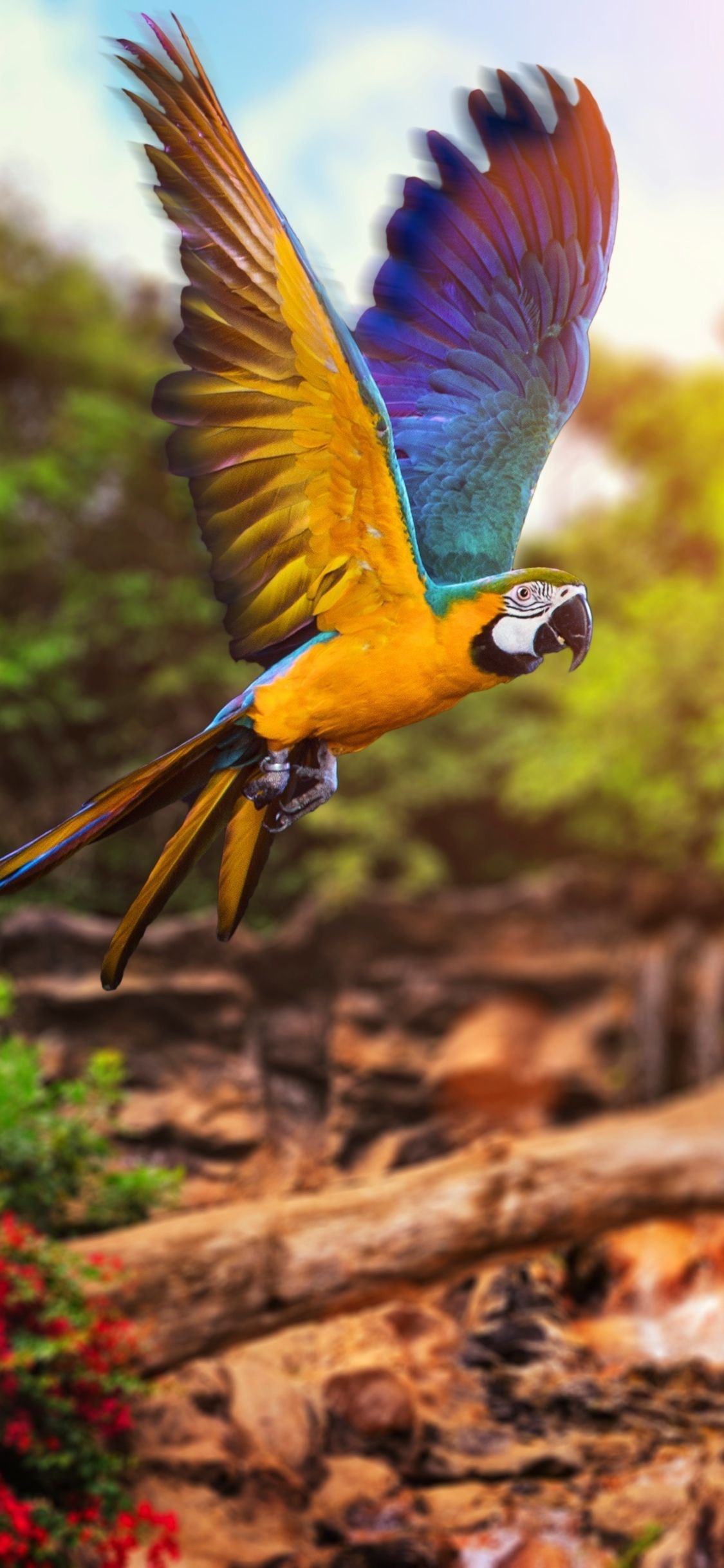 Macaw, Costa Rica Wallpaper, 1130x2440 HD Phone