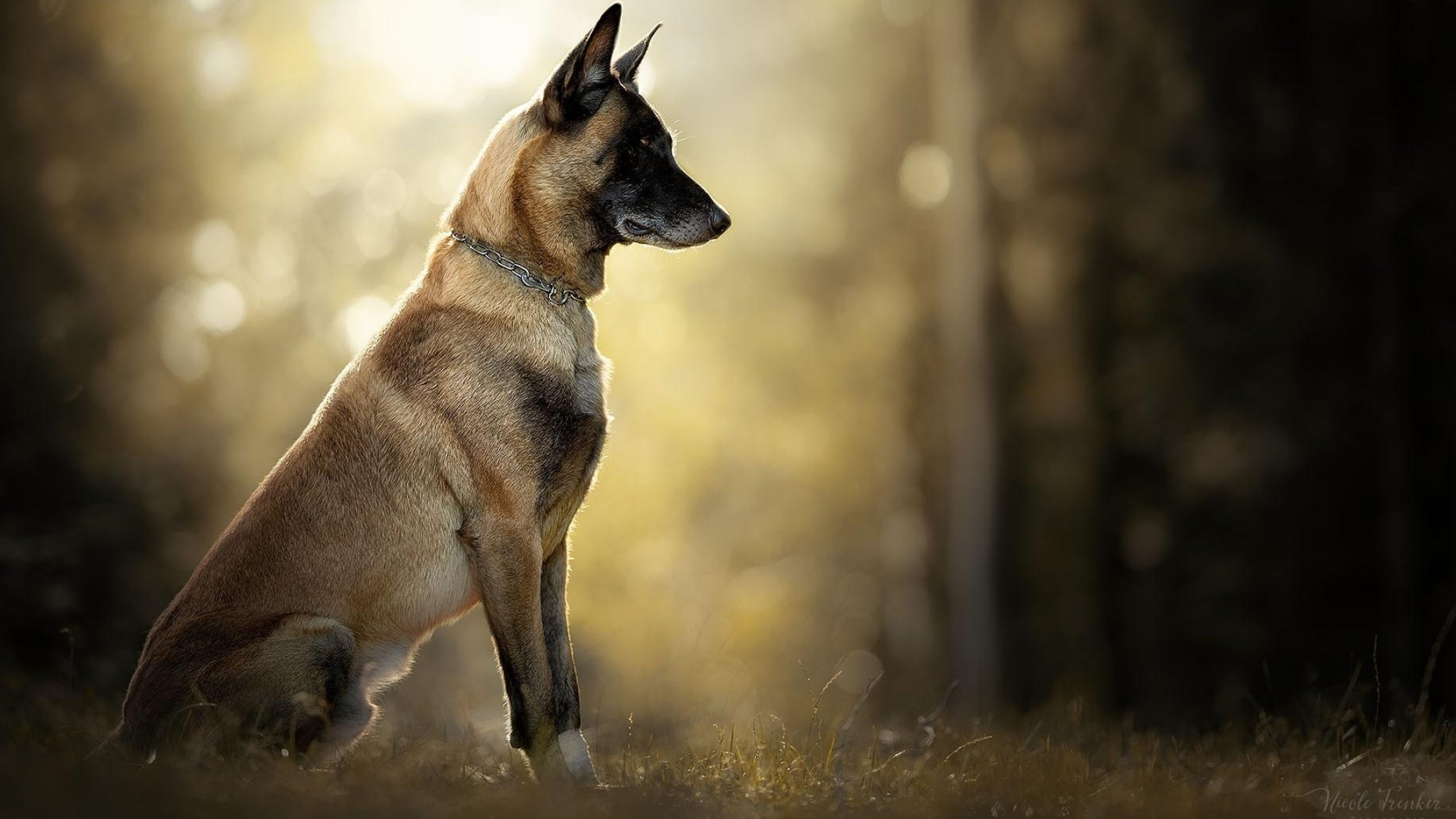 Aidi dog, Belgian malinois, Popular wallpaper, 2050x1160 HD Desktop