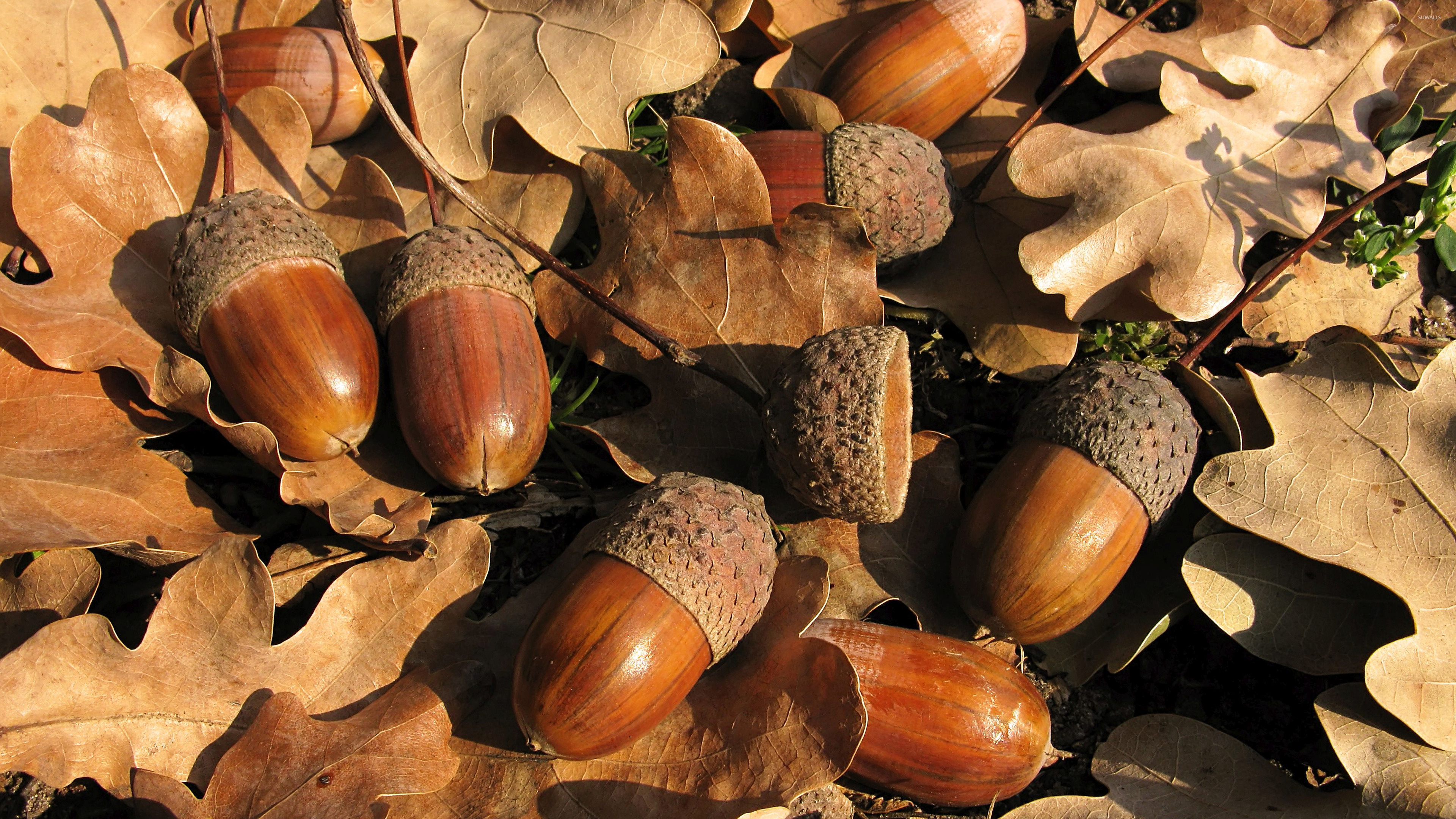 Acorn wallpapers, Posted by Samantha Johnson, 3840x2160 4K Desktop