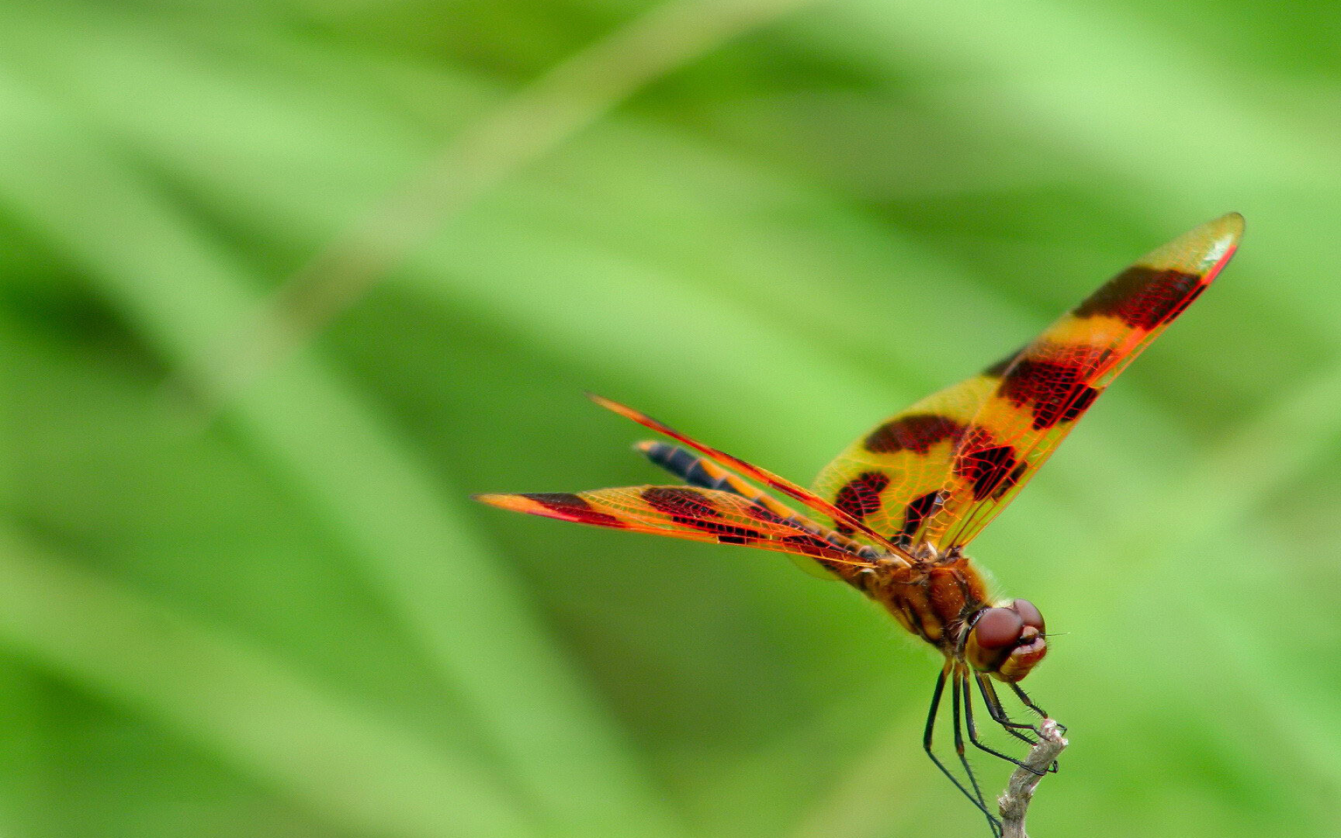 Graphic flutterer, Dragonflies Wallpaper, 1920x1200 HD Desktop