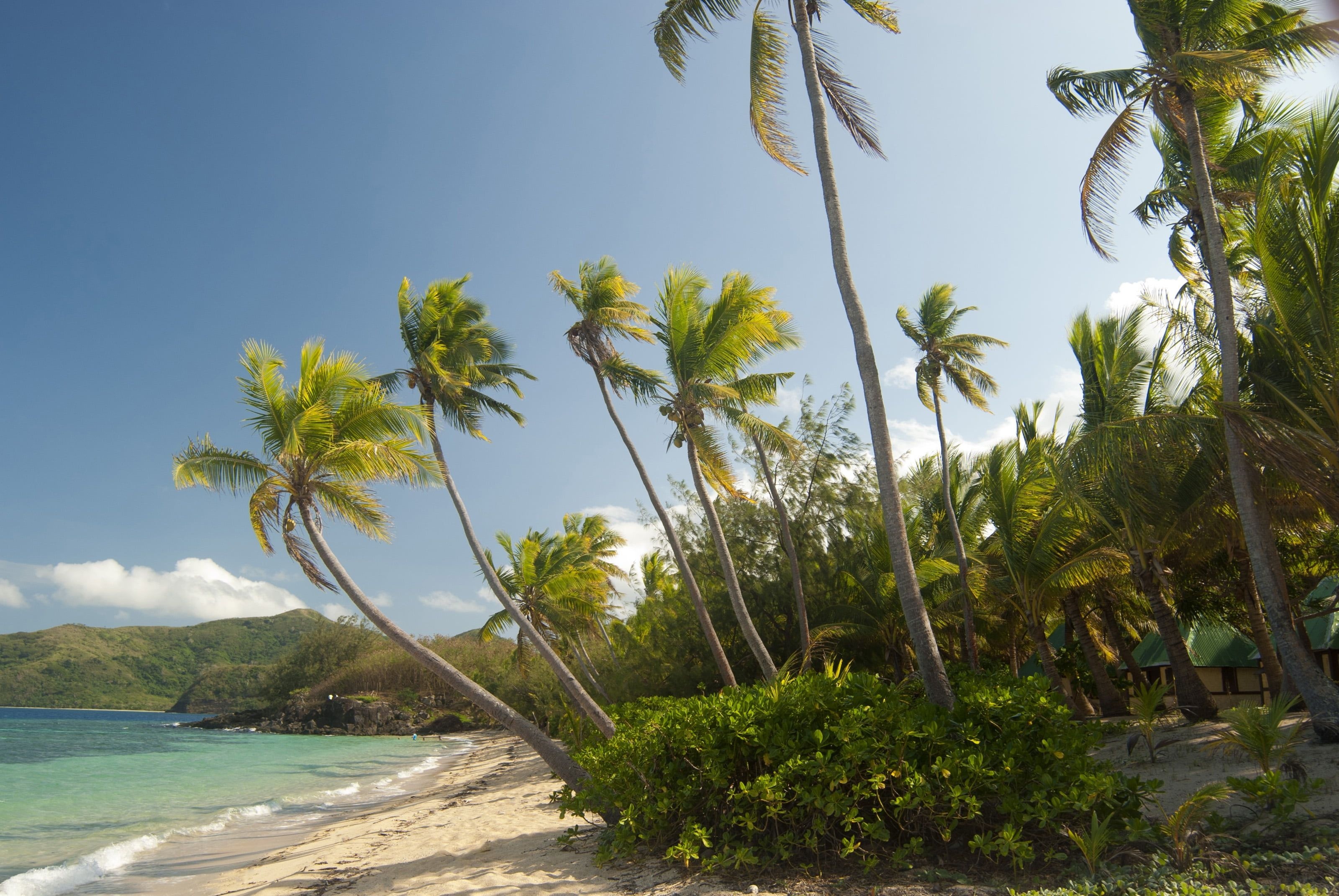 Leaning coconut palm trees, Tropical sandy beach shore, Turquoise ocean water, HD Desktop wallpaper