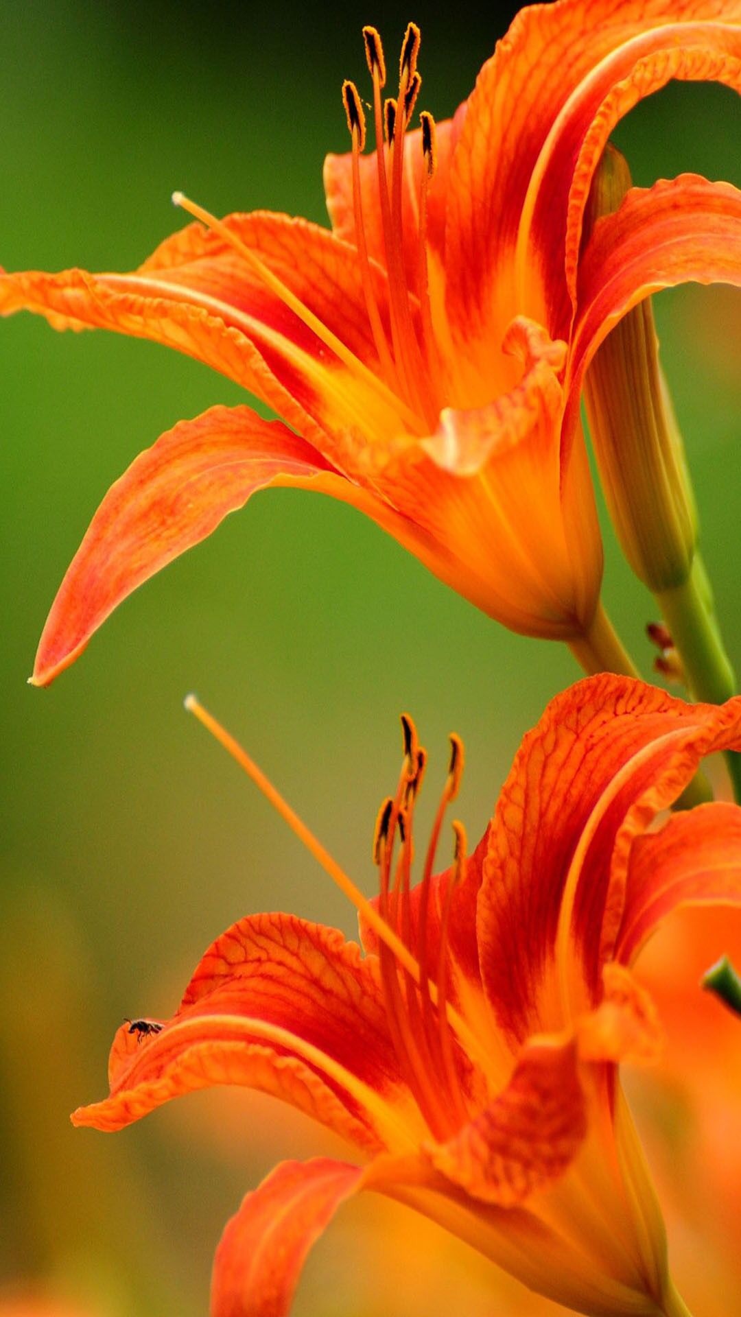 Orange daylily flowers, Pollen-covered daylily stamens, Blurred green foliage backdrop, Full HD Phone wallpaper