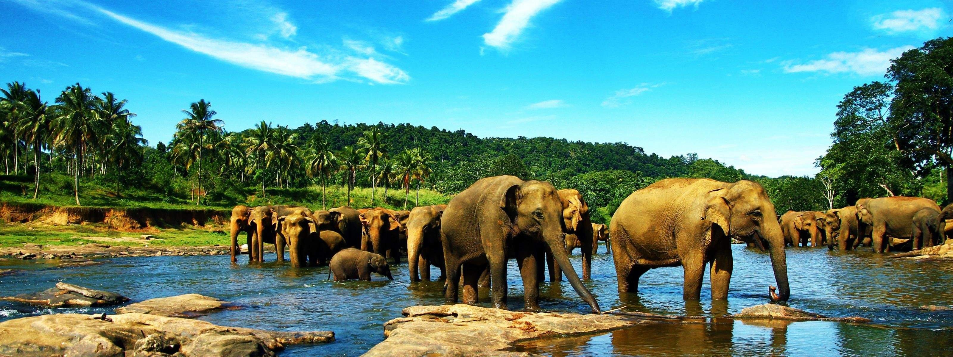 Ceylon elephants, Wild Animals Wallpaper, 3200x1200 Dual Screen Desktop