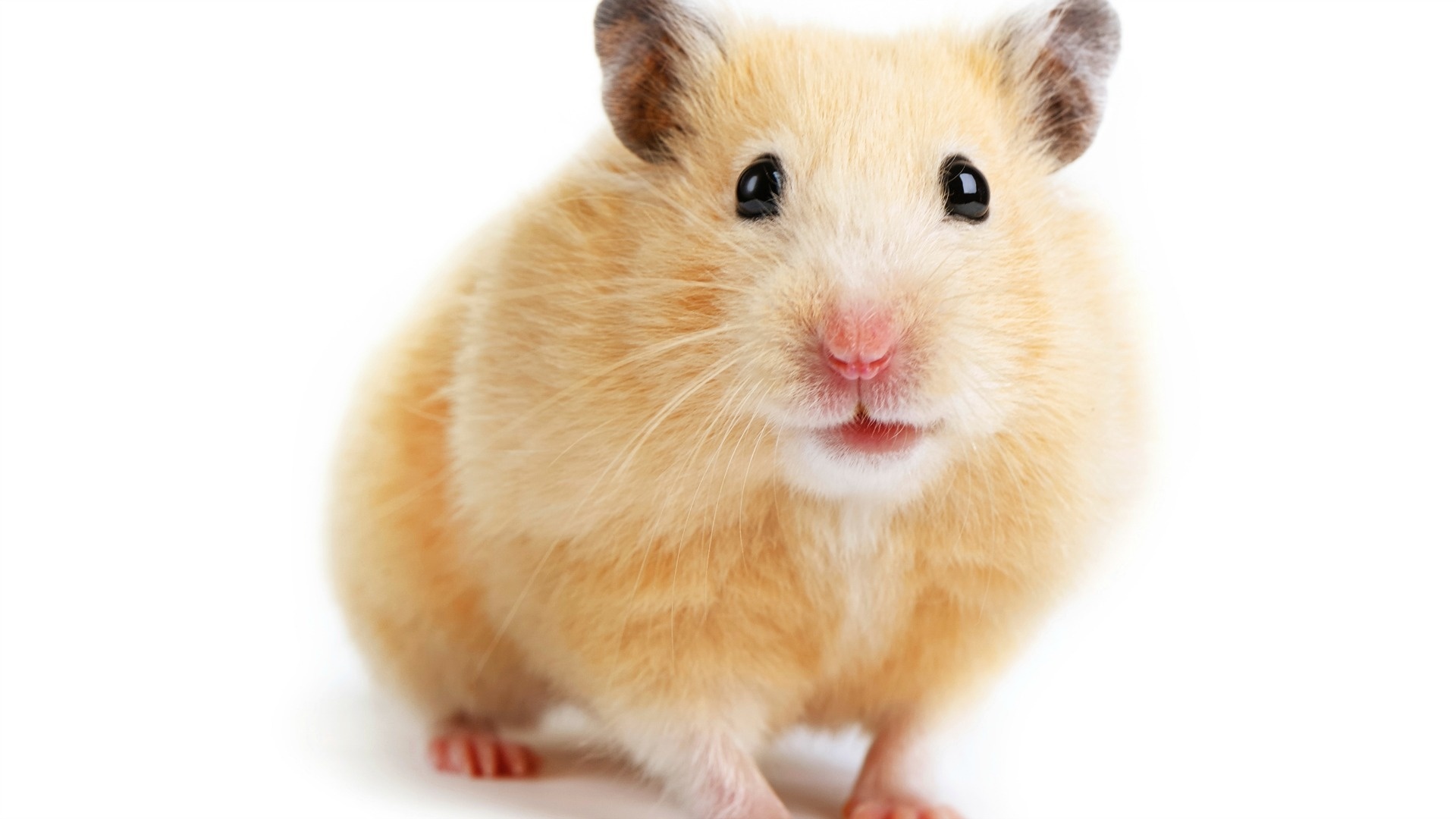 Syrian, Hamsters Wallpaper, 1920x1080 Full HD Desktop