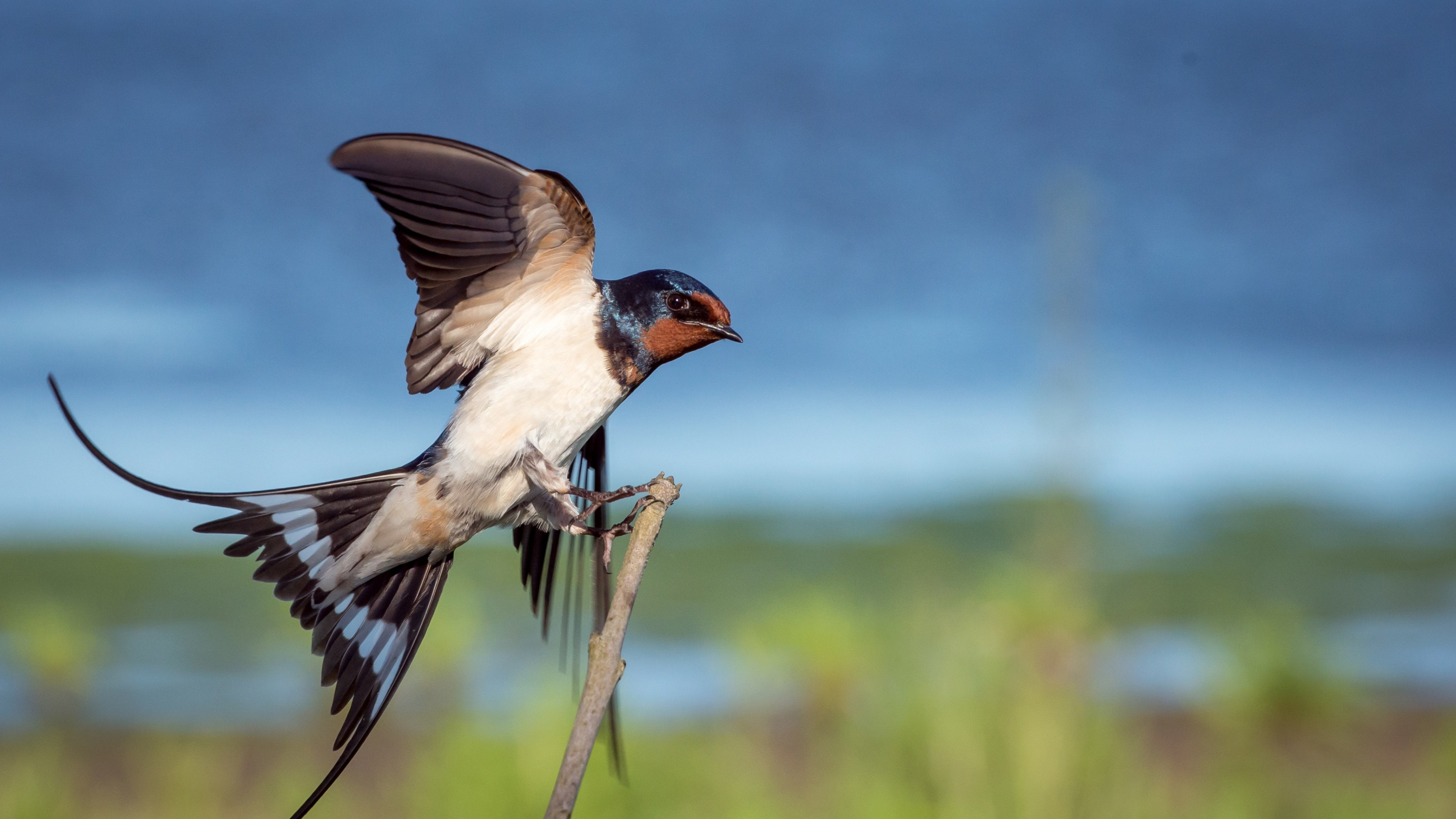Swallow wallpapers full hd, High-resolution images, Avian beauty, Nature-inspired, 3840x2160 4K Desktop