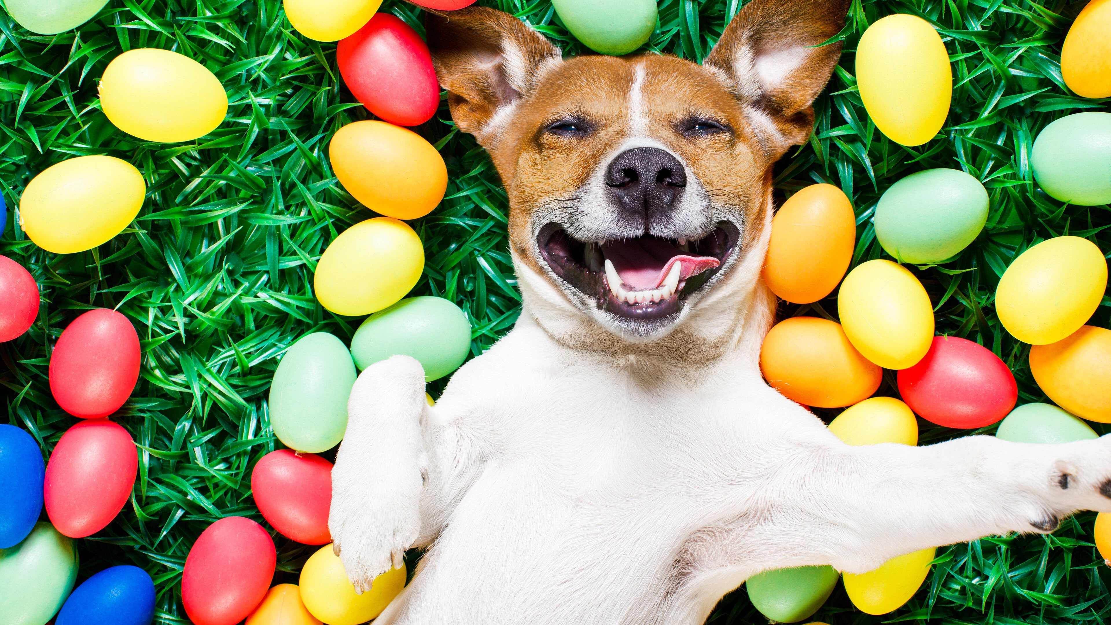 Jack Russell, Dogs Wallpaper, 3840x2160 4K Desktop