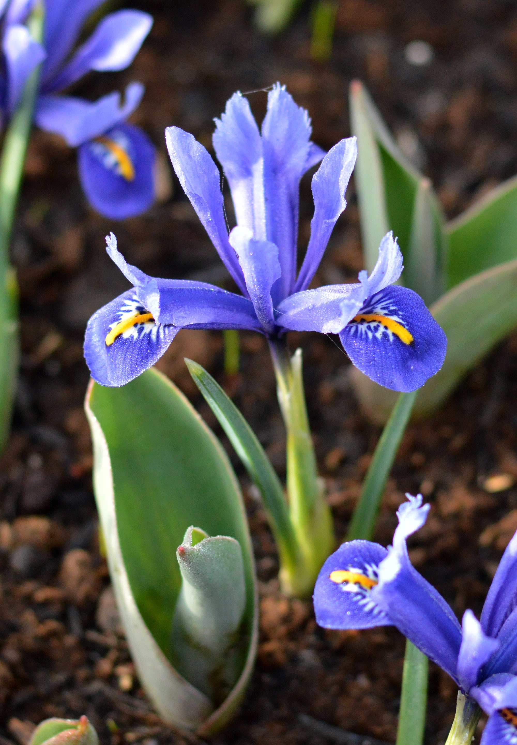 Dwarf iris, Iris Wallpaper, 2000x2890 HD Phone