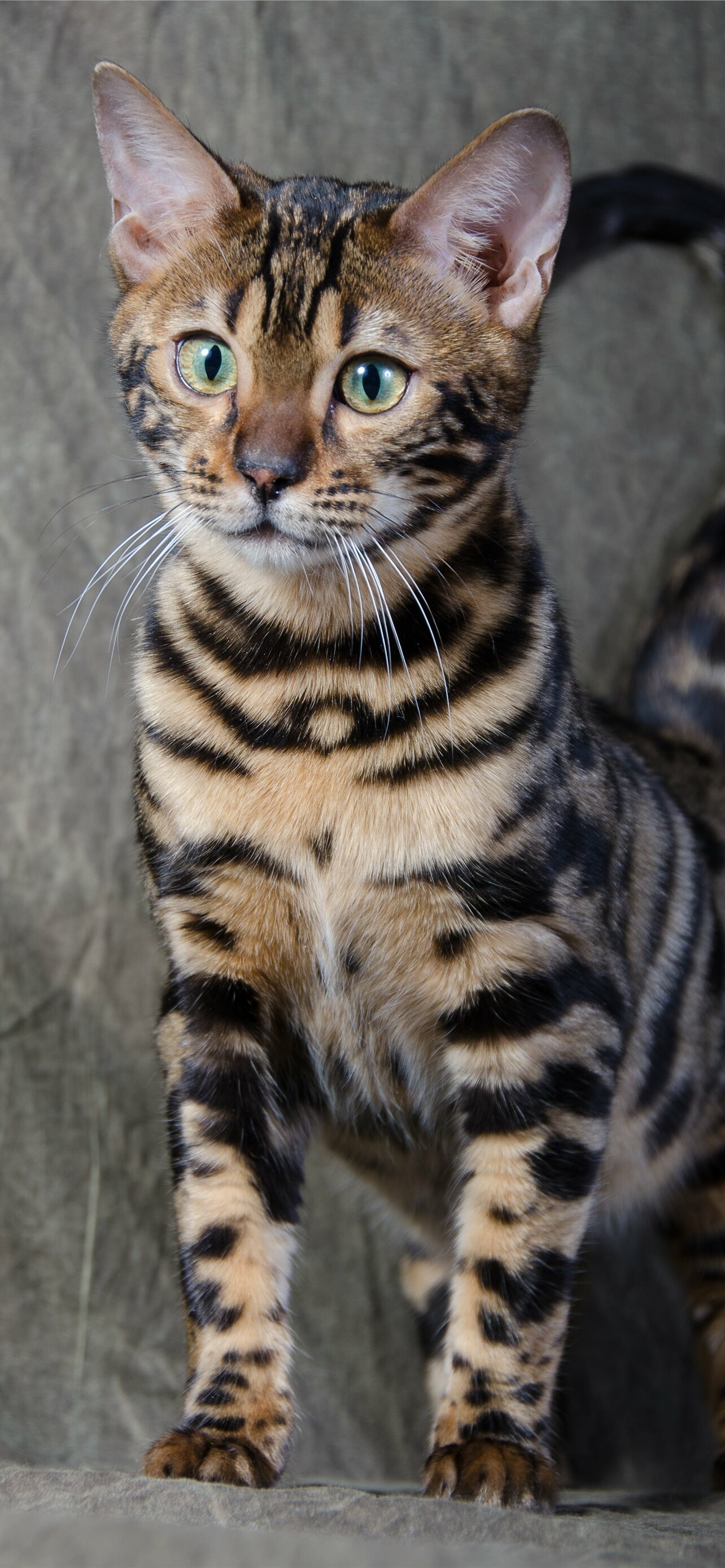 High-quality bengal cats wallpapers, Stunning iPhone backgrounds, Perfectly captured beauty, Aesthetic appeal, 1290x2780 HD Phone