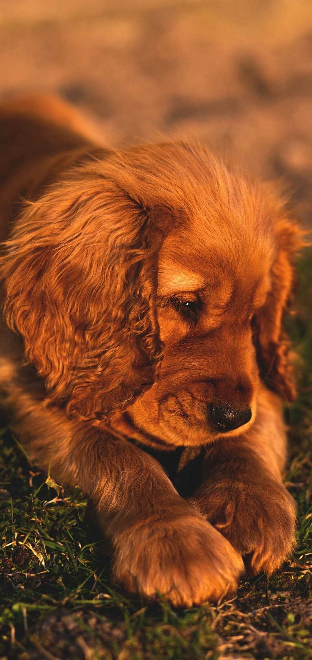 High-quality wallpaper, 4k resolution, Puppy wallpaper, Cute puppy, 1080x2280 HD Phone