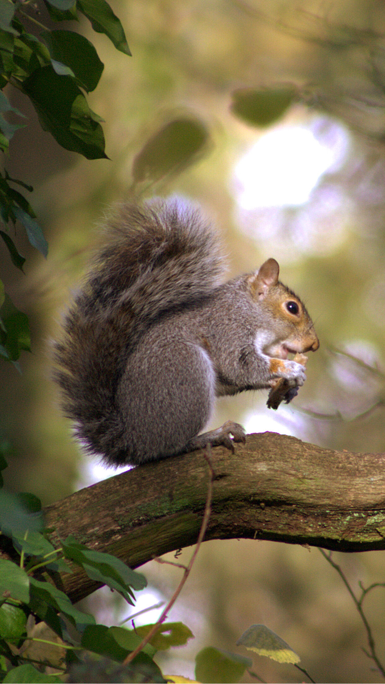 Gray squirrel iPhone wallpaper, High-resolution image, Beautiful fur, Lovely creature, 1250x2210 HD Phone