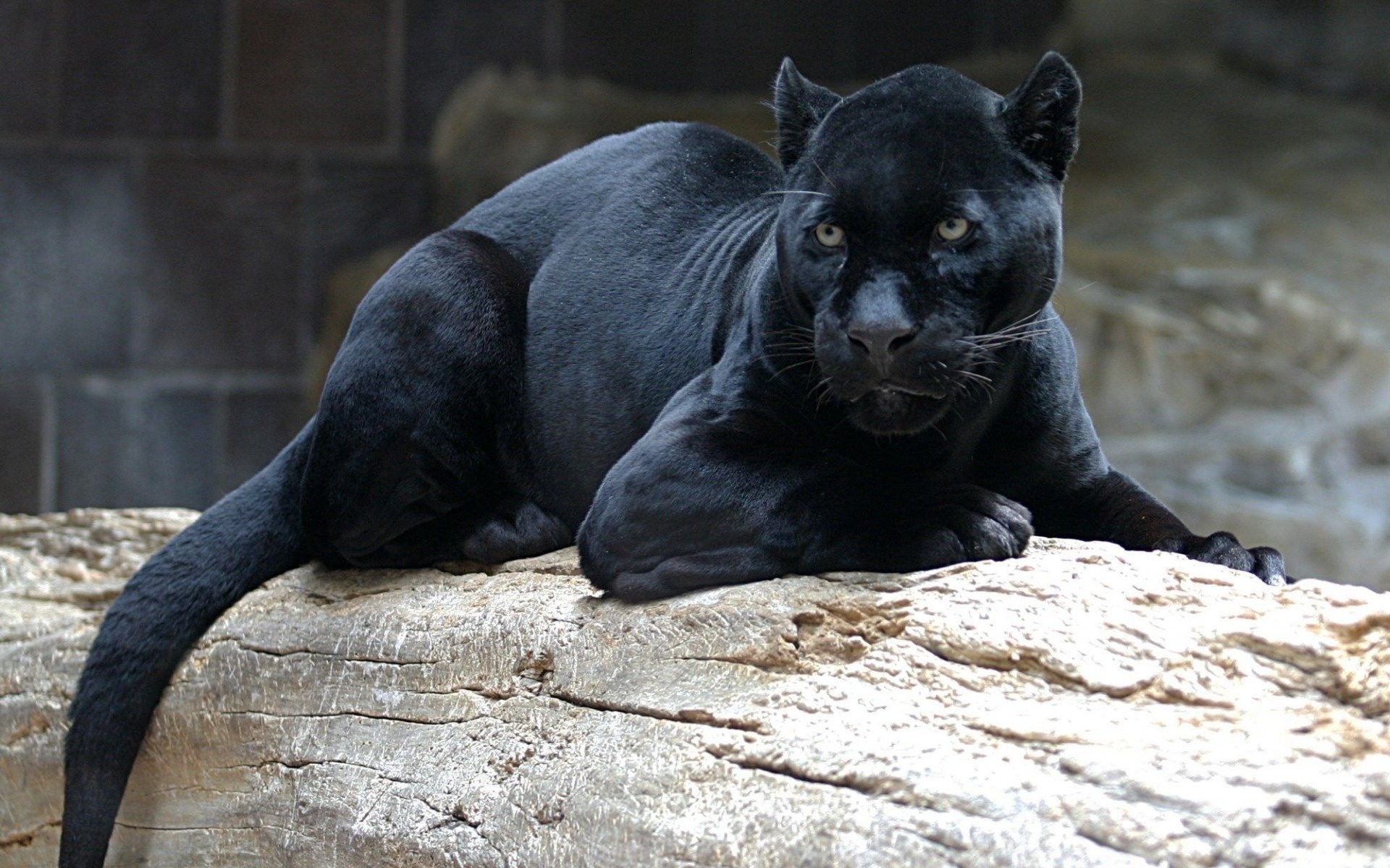 Dangerous zoo predator, High quality wallpapers, Majestic black panther, Fierce feline, 1920x1200 HD Desktop