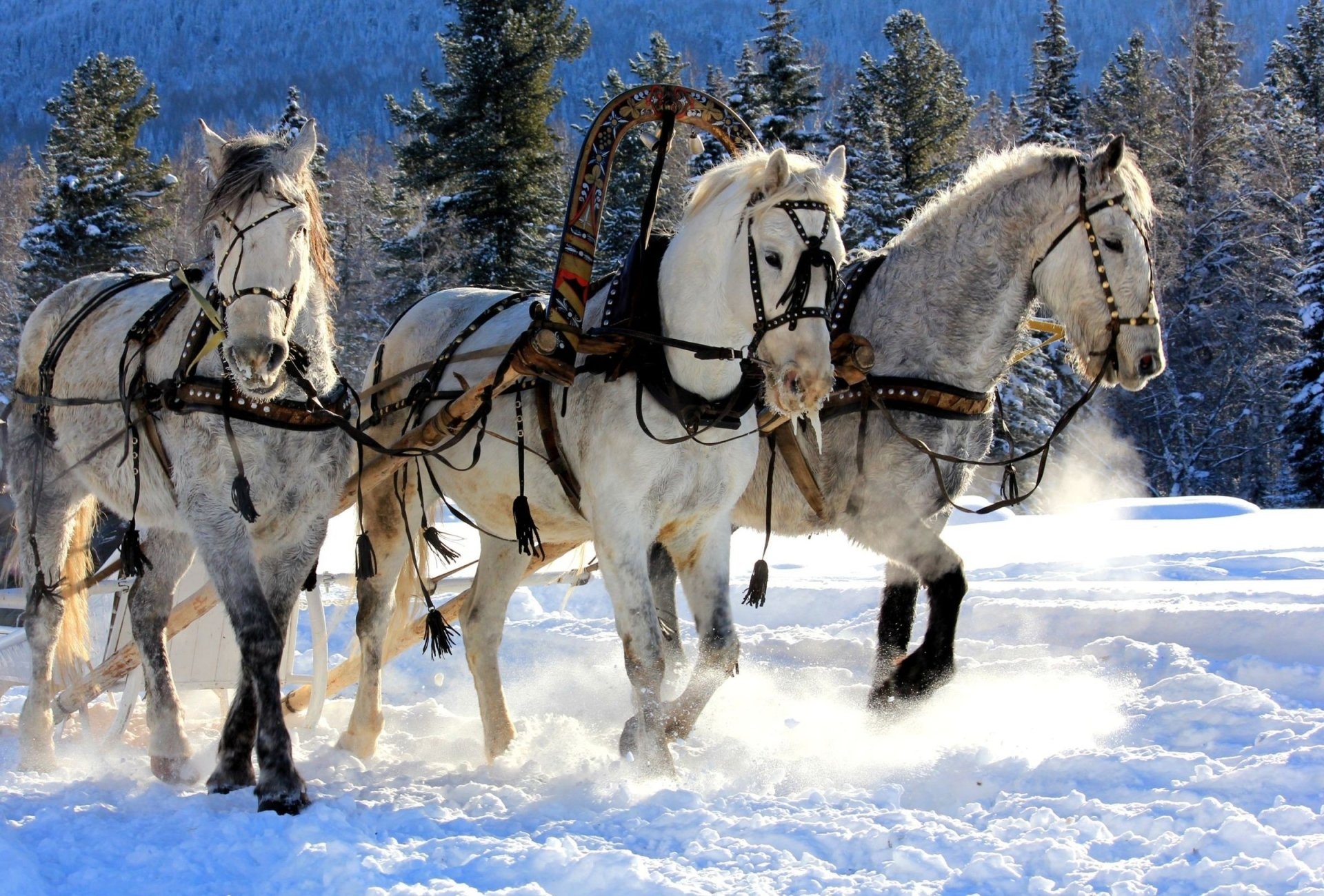 Team of horses, Horses in the Snow Wallpaper, 1920x1300 HD Desktop