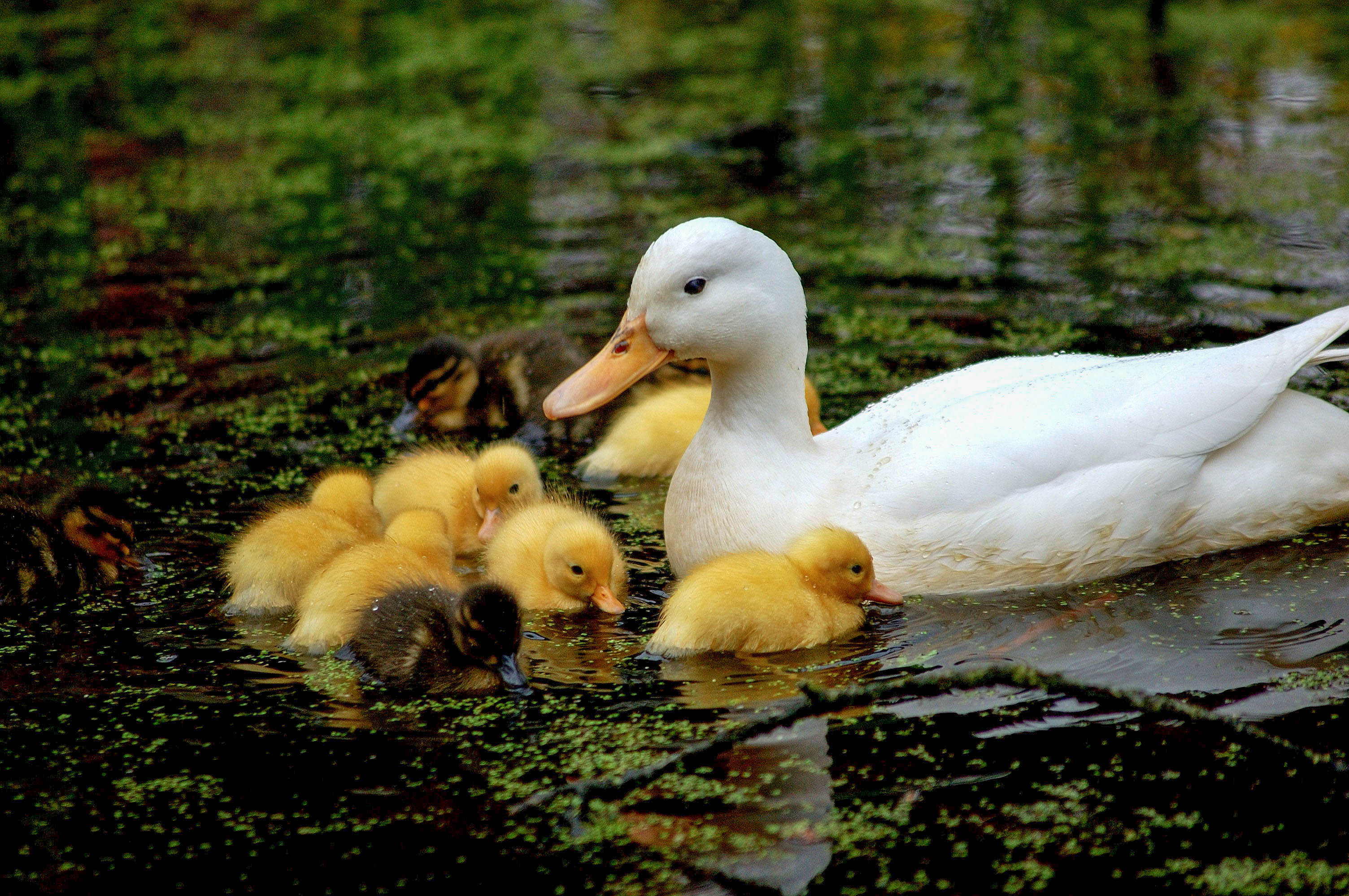 Mother and ducklings, Ducks Wallpaper, 3010x2000 HD Desktop