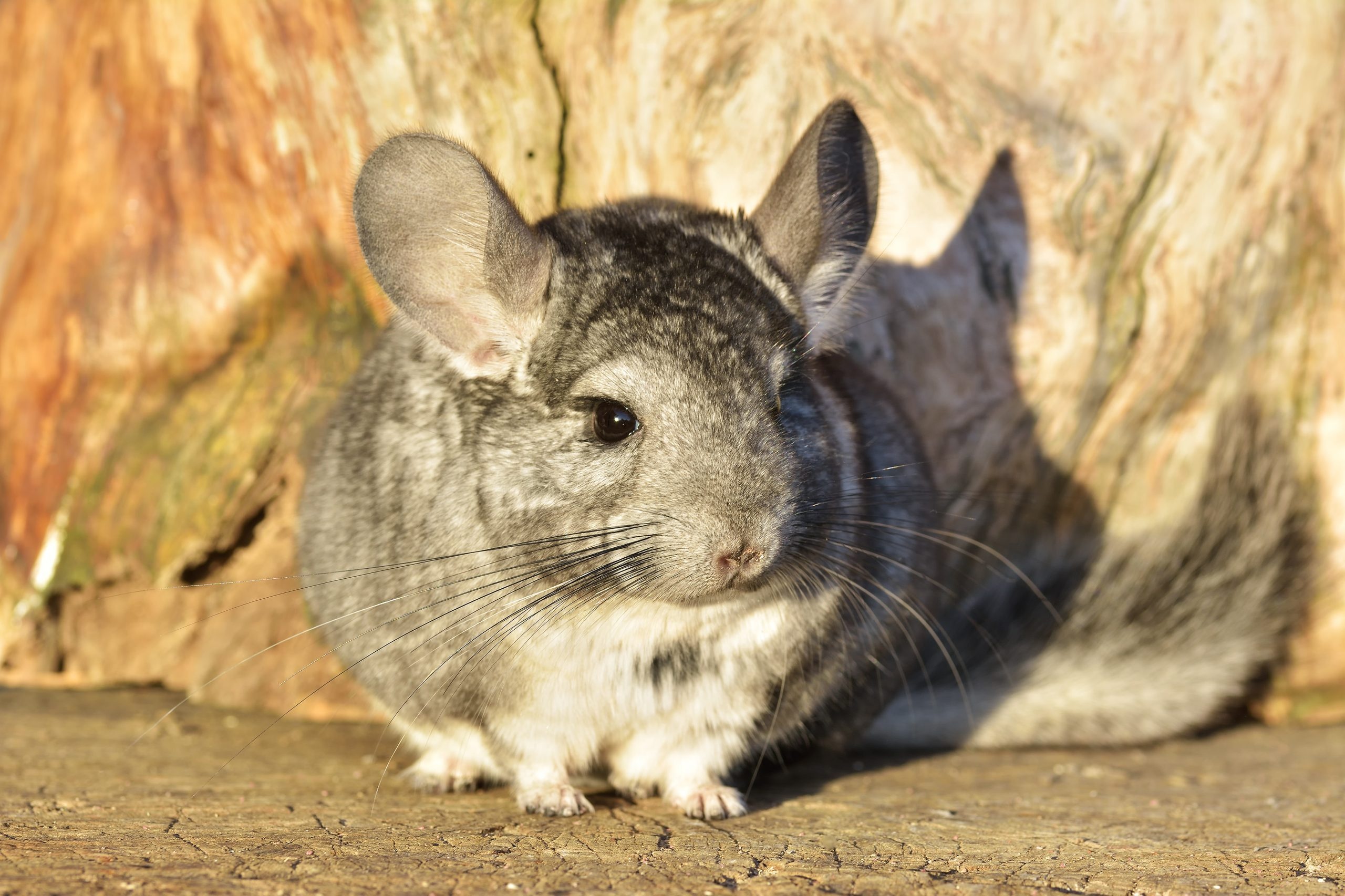Chinchilla Wallpapers 27 Images WallpaperCat Chinchilla Wallpapers 27 Images WallpaperCat