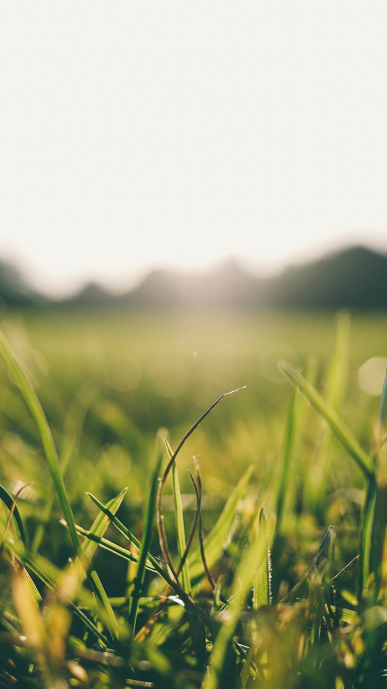 Grassland, Summer Wallpaper, 1250x2210 HD Phone