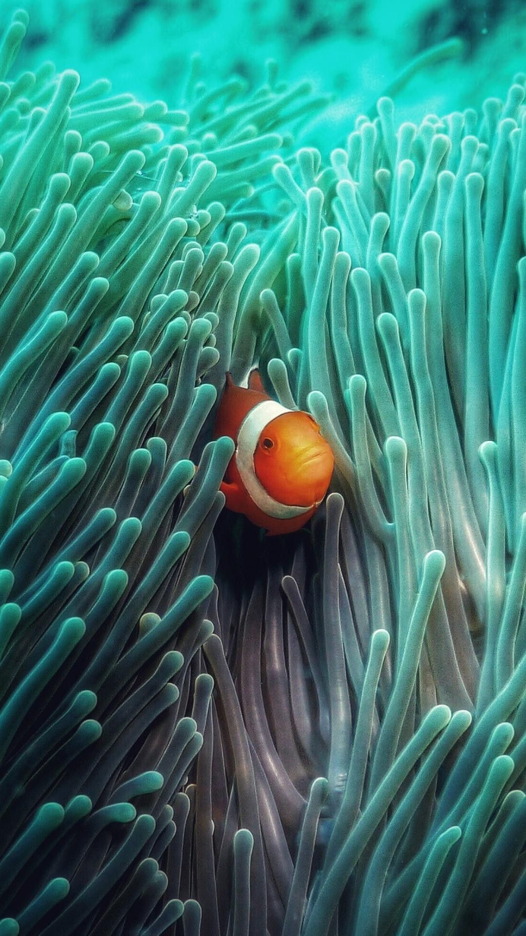 Clownfish in anemone, Teal anemone tentacles, Turquoise shallow water, Full HD Phone wallpaper