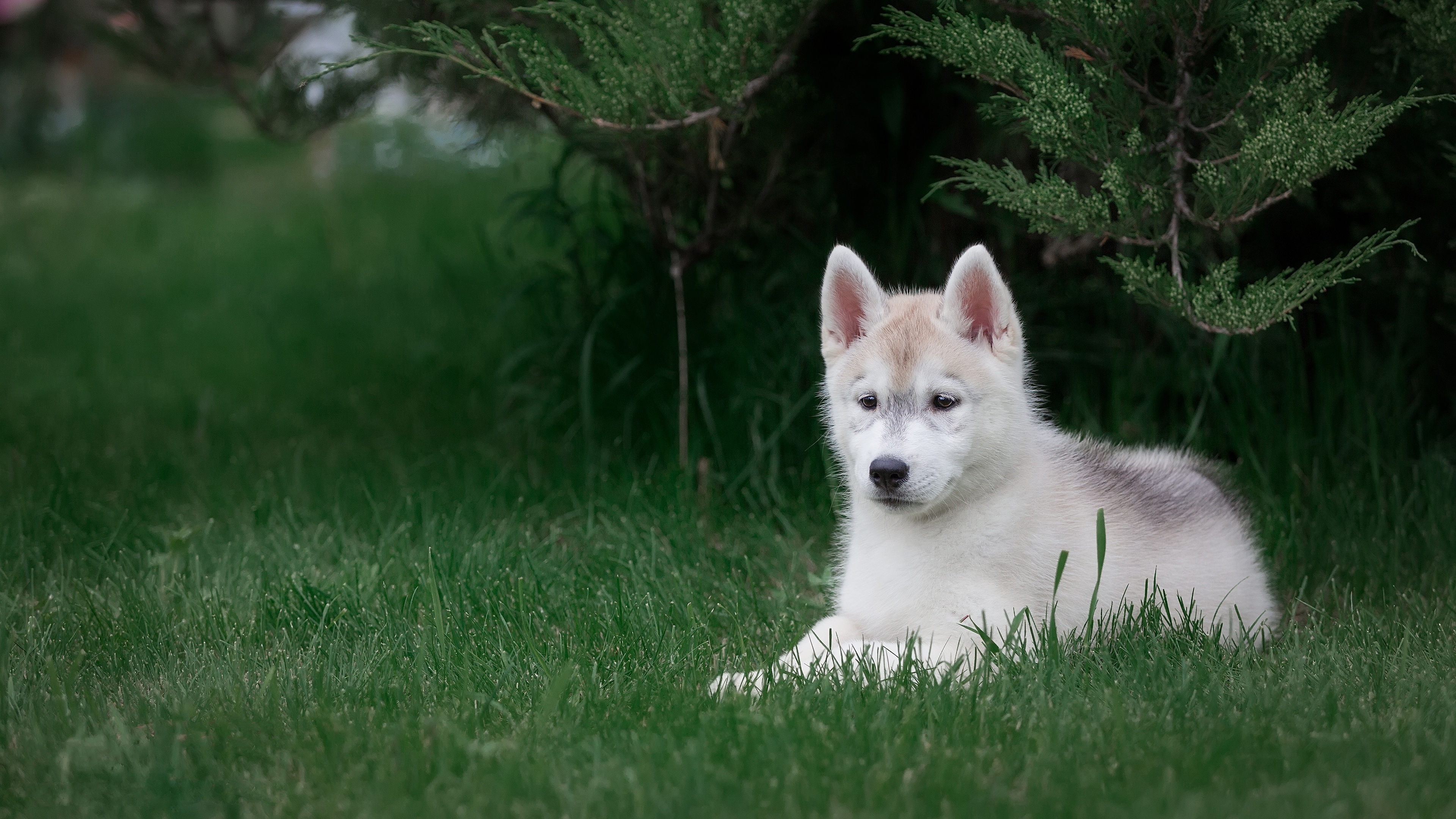 Husky 4K ultra HD, Majestic beauty, 3840x2160 4K Desktop