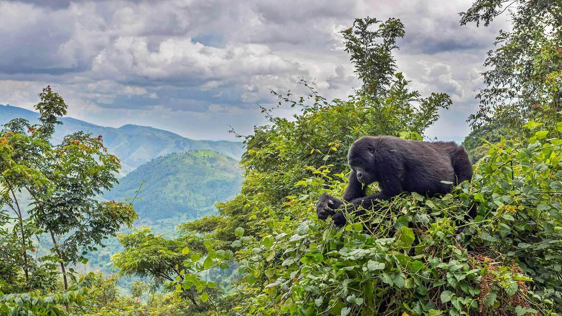 Uganda travels, Tasty leaves, Beautiful view, Microsoft wallpapers, 1920x1080 Full HD Desktop