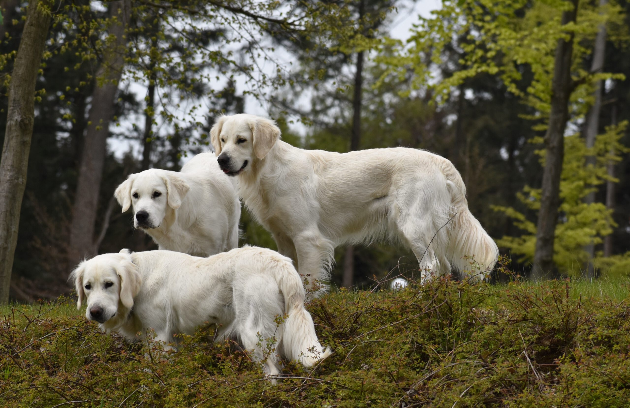 Akbash Dog, Hndin jonte, Golden retriever, 2560x1660 HD Desktop