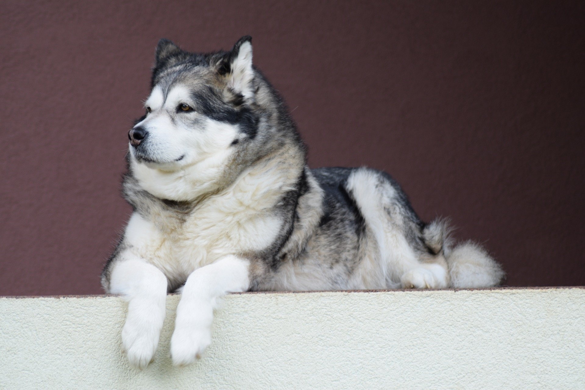 Alaskan Malamute alles, Halter wissen solltest, Alaskan Malamute, Dog owner tips, 1920x1280 HD Desktop