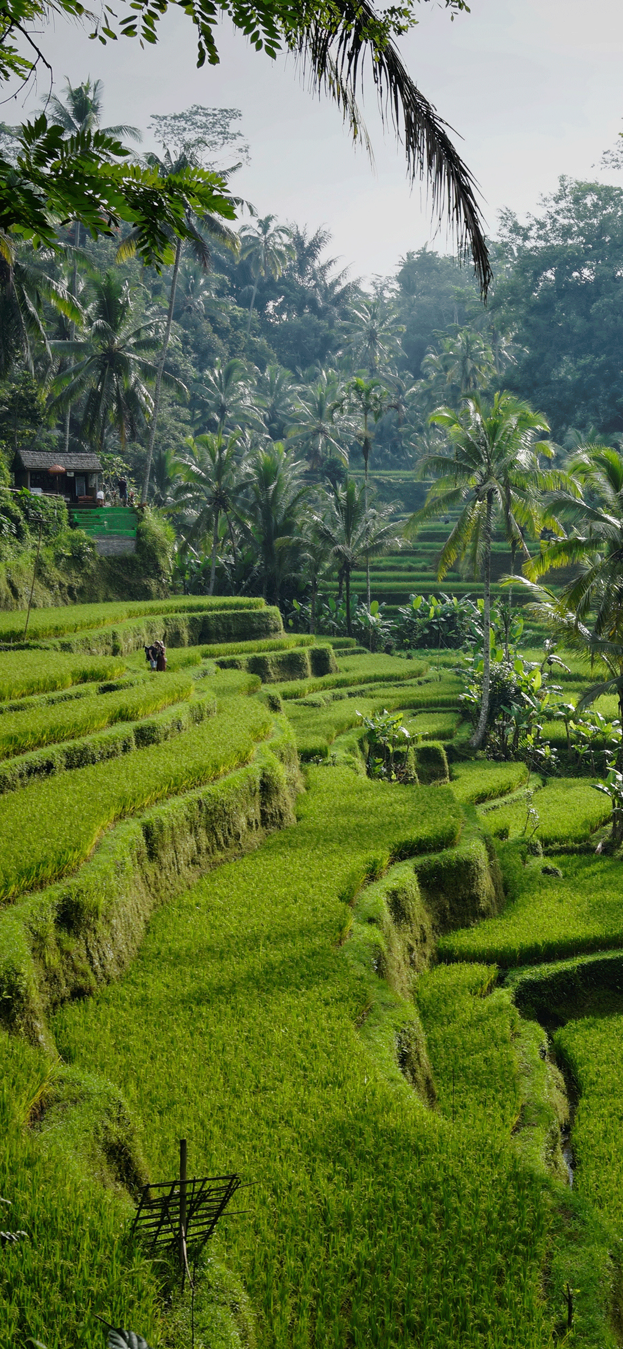 Bali's heart, Ubud charm, Artistic haven, Tropical tranquility, 1250x2690 HD Phone