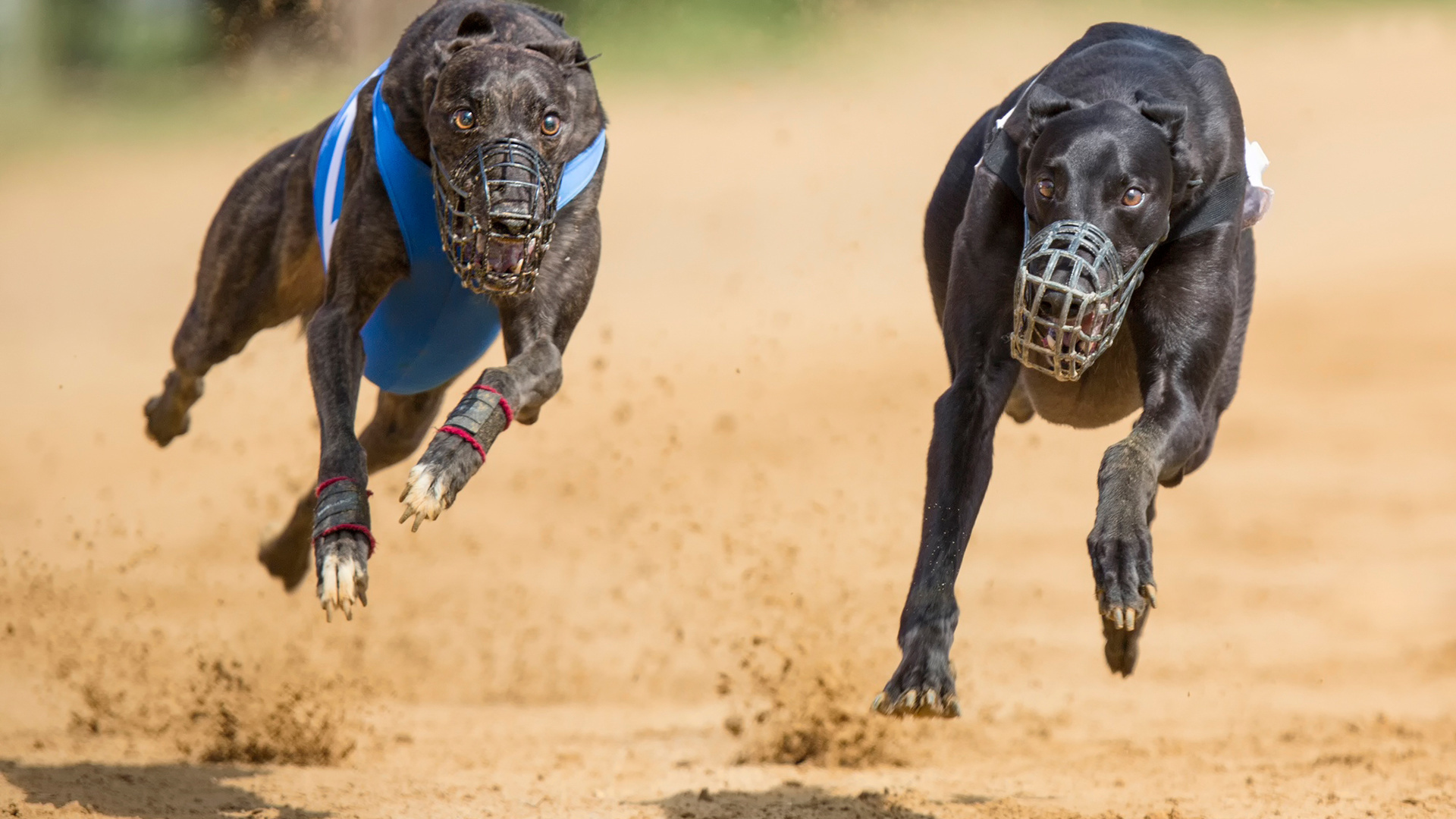 Hintergrundbild zwei hunde, Im rennen desktop, Desktop hintergrundbilder fotos, Hunde im rennen, 1920x1080 Full HD Desktop