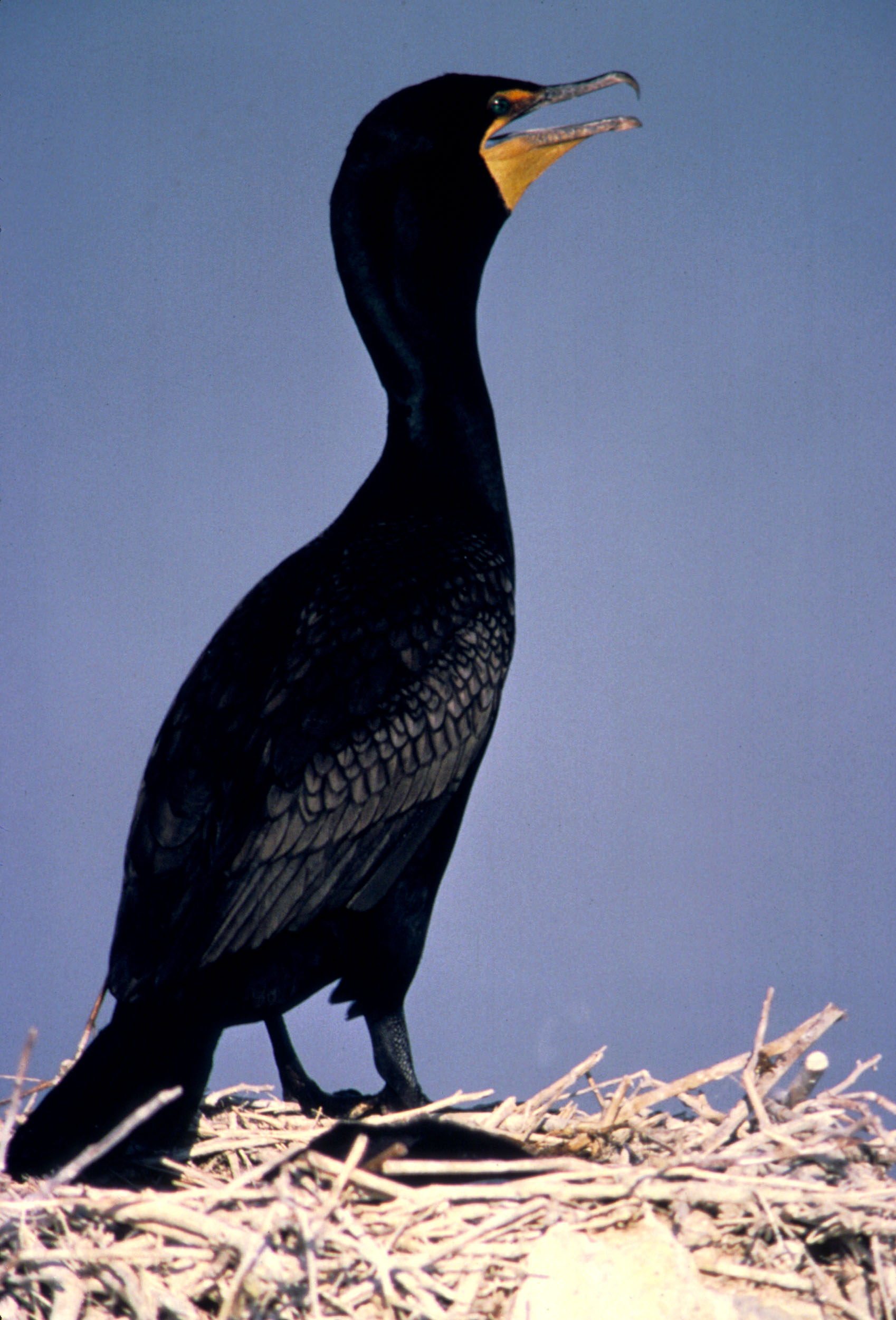 Cormorant portrait, Avian splendor, Graceful wings, Majestic beauty, 1700x2500 HD Phone