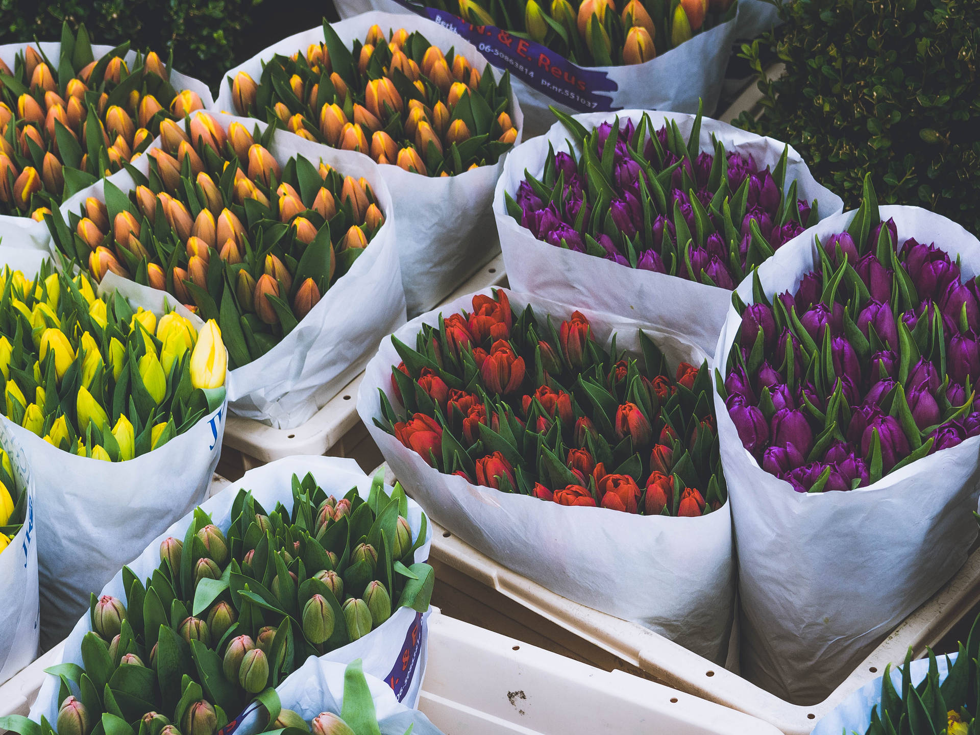 wrapped tulip bouquets, multi-colored cut tulips, flower market display crates, HD Desktop wallpaper