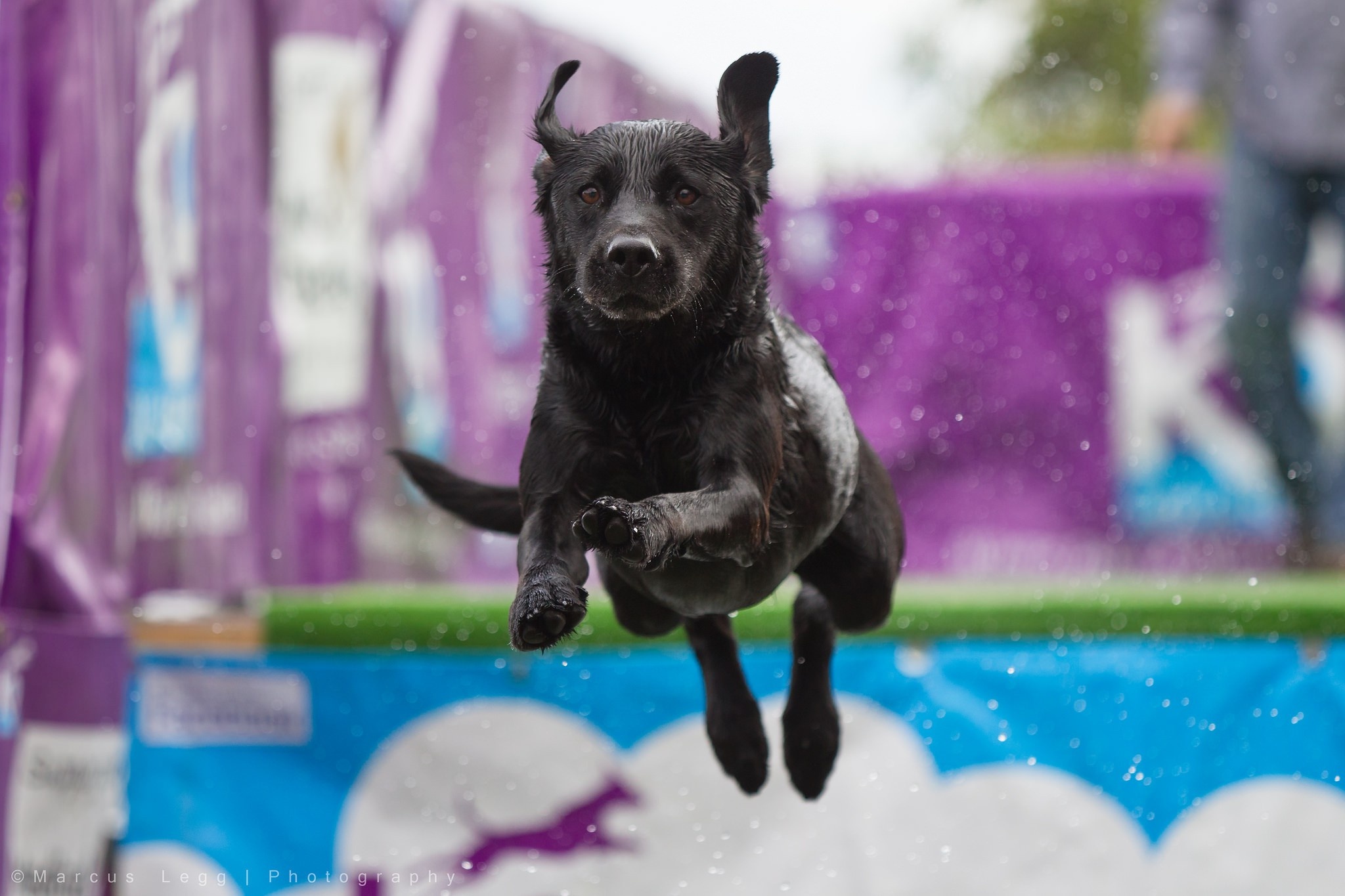 Jump, Dog Sports Wallpaper, 2050x1370 HD Desktop