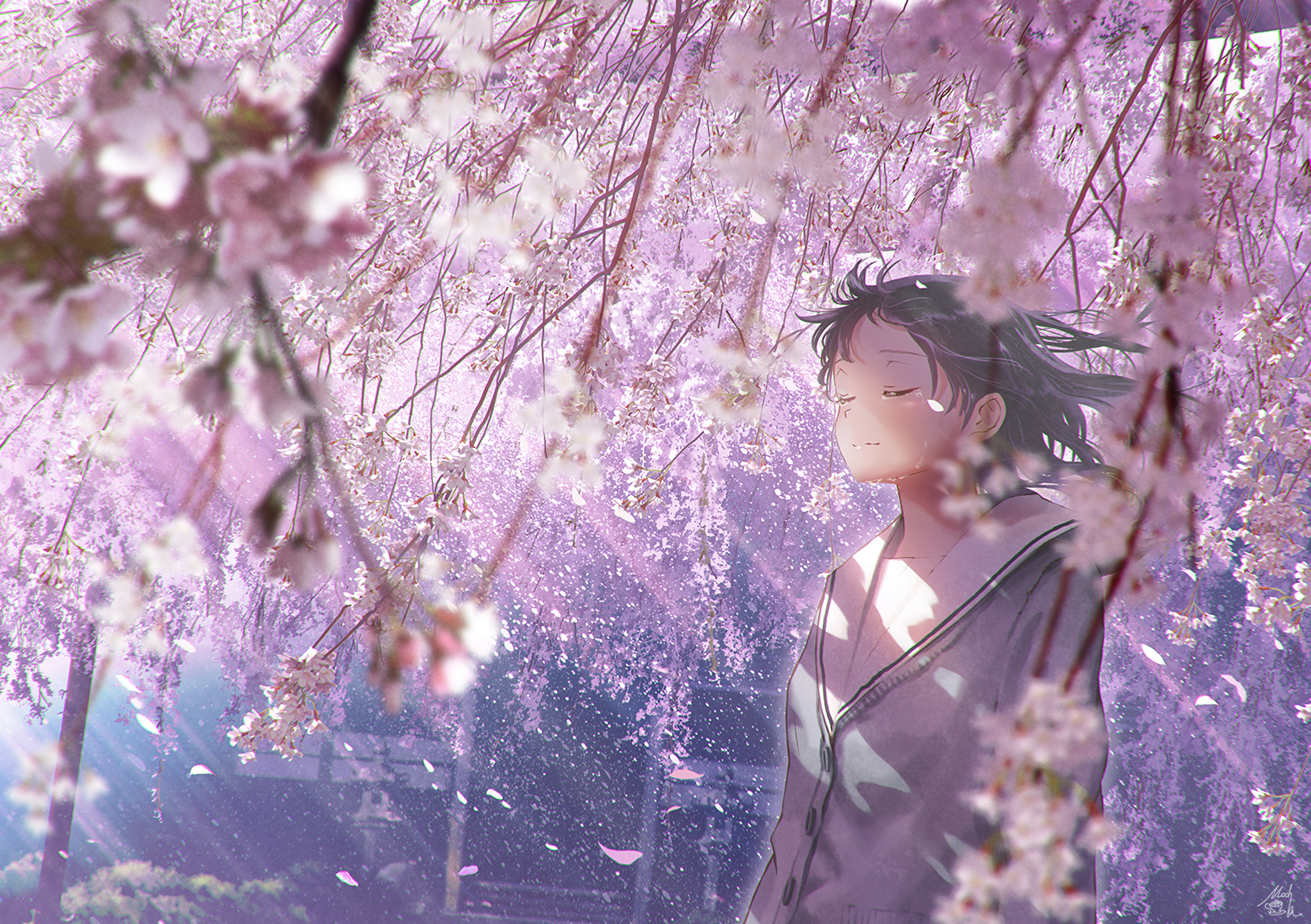 Anime schoolgirl closing eyes, Weeping cherry blossom tree, Falling pink sakura petals, HD Desktop wallpaper