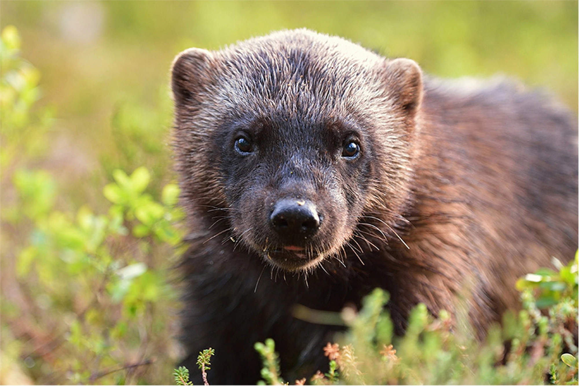 Wolverines return, Seattle first time, More than 100, Wolverines return, 2000x1340 HD Desktop