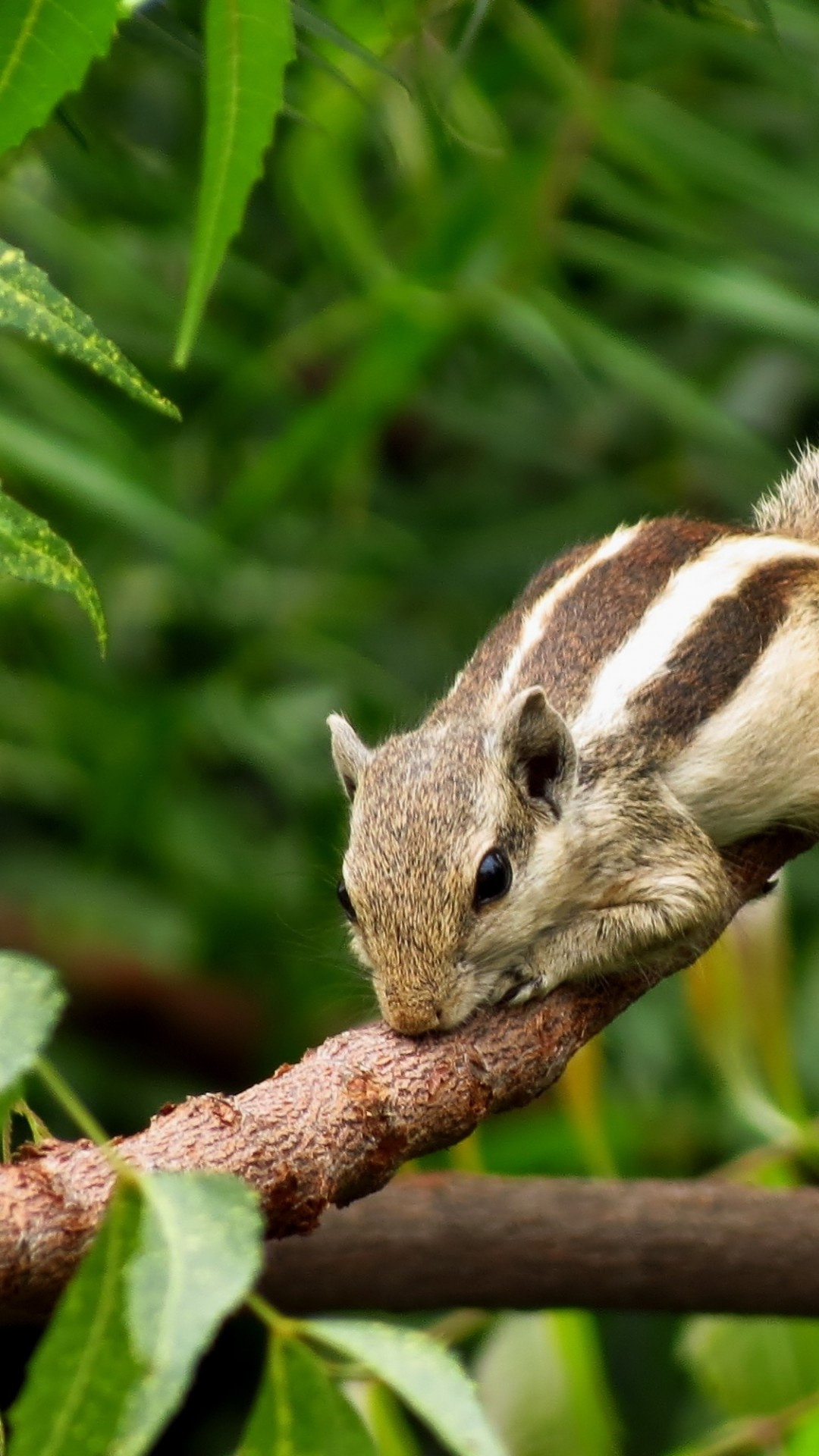 Chipmunk, Animals, Squirrel, Wood, 1080x1920 Full HD Phone