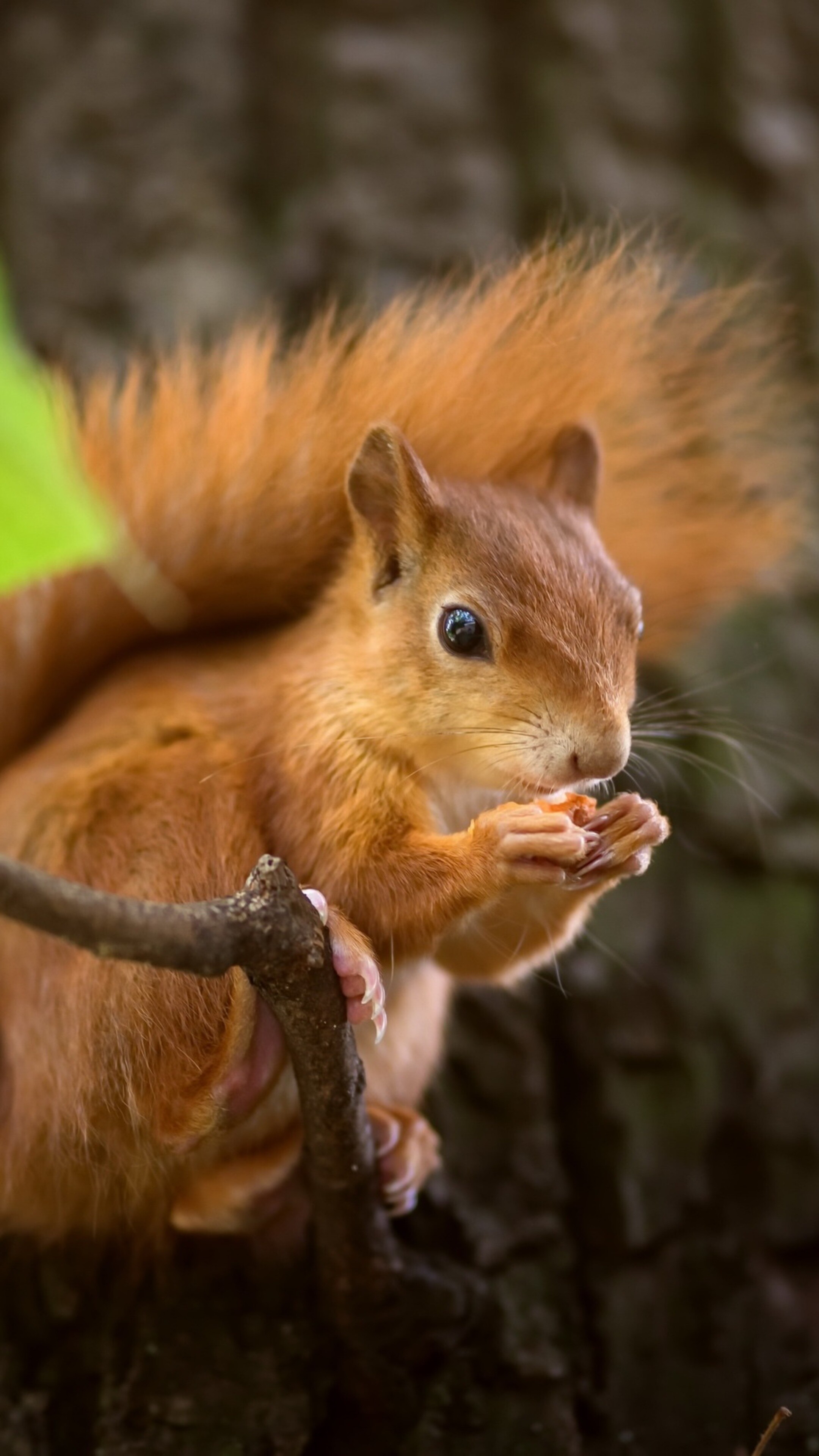 Cute squirrel close-up, Sony Xperia wallpaper, HD quality image, Nature's photogenic beauty, 2160x3840 4K Phone